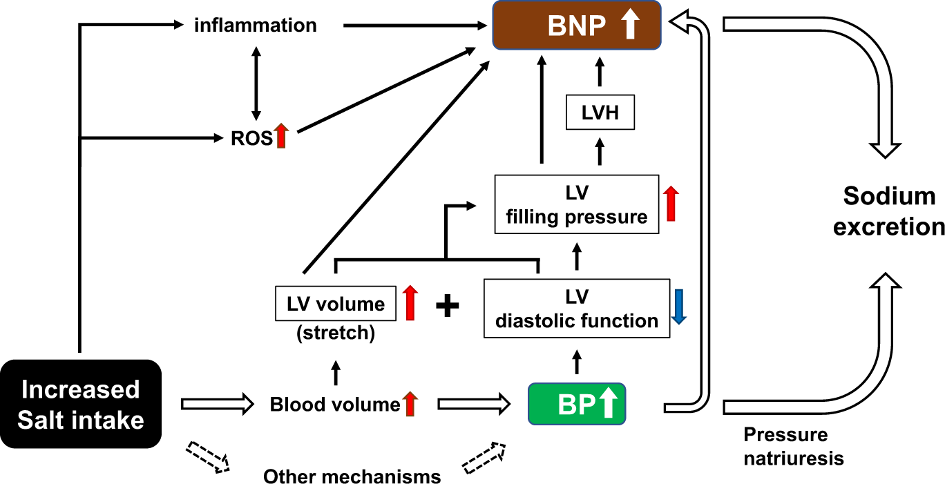 Plasma B-type natriuretic peptide level as a possible predictor of dietary  salt intake | Hypertension Research