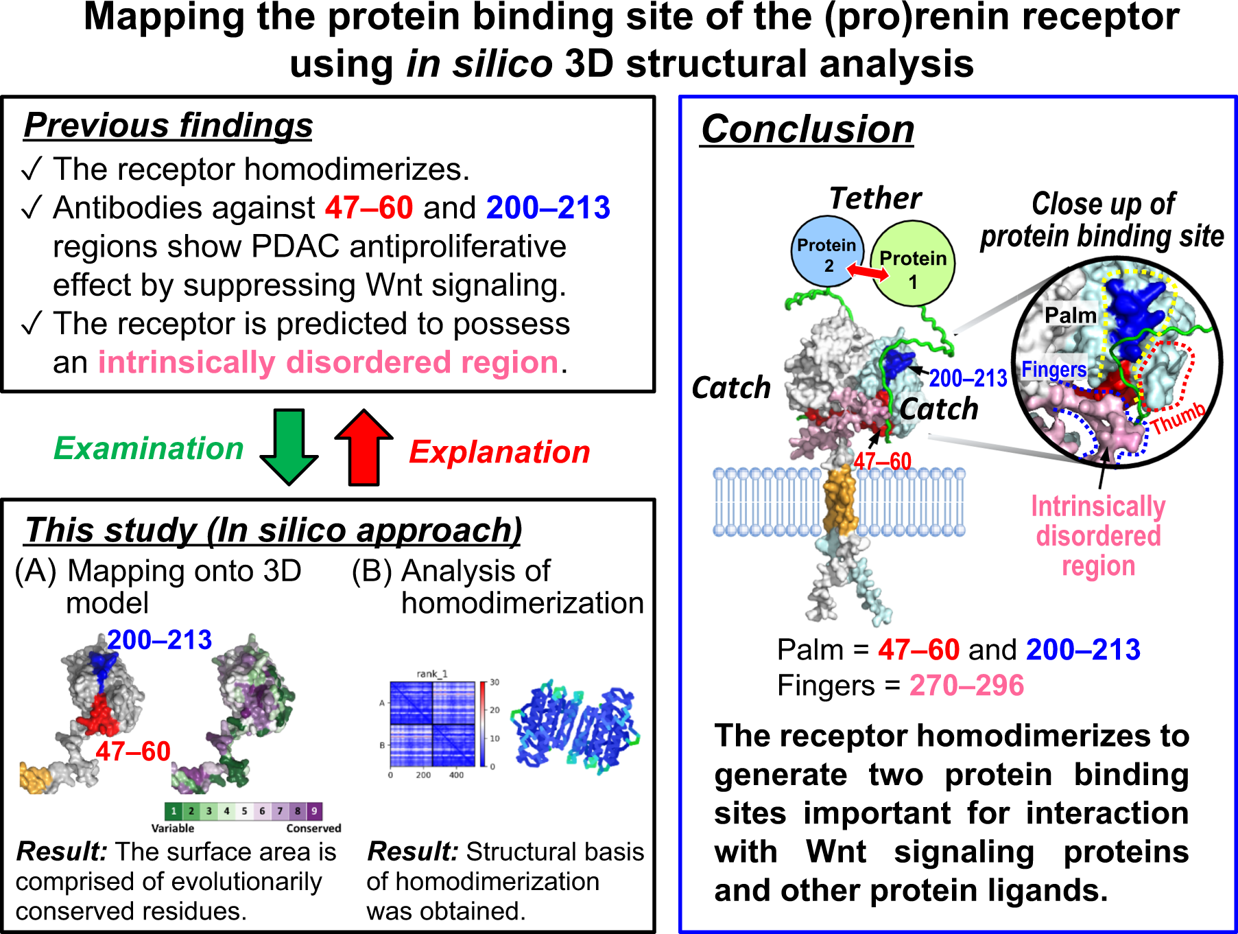 Mapping the protein binding site of the (pro)renin receptor using in silico  3D structural analysis | Hypertension Research