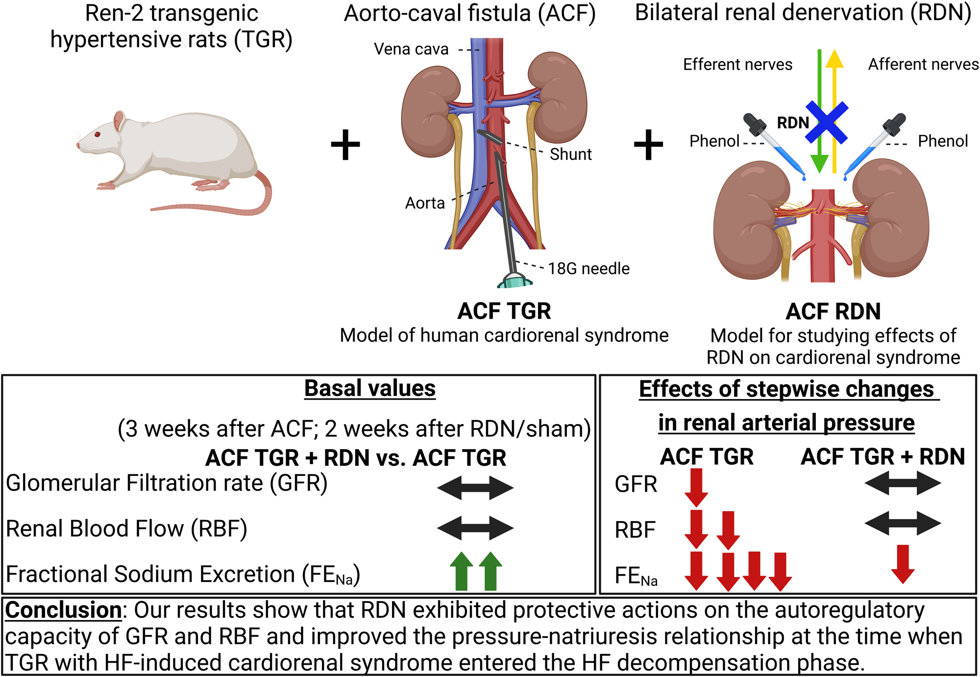 Renal sympathetic denervation improves pressure-natriuresis relationship in  cardiorenal syndrome: insight from studies with Ren-2 transgenic  hypertensive rats with volume overload induced using aorto-caval fistula |  Hypertension Research