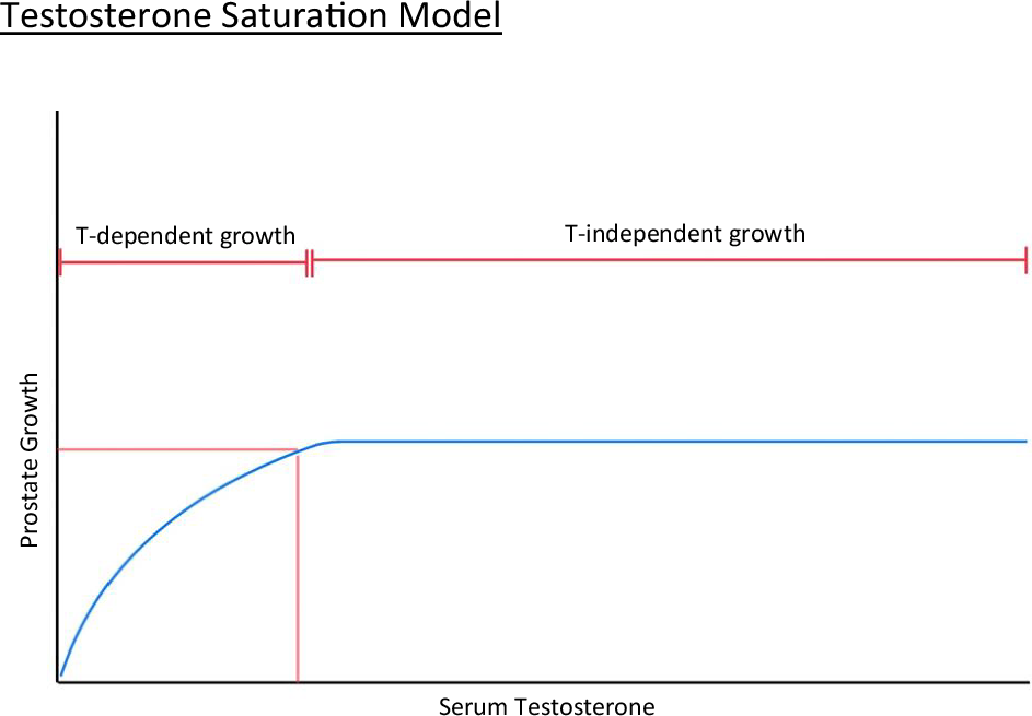 Fig. 2: Schematic illustrating the principles of the testosterone saturation model.