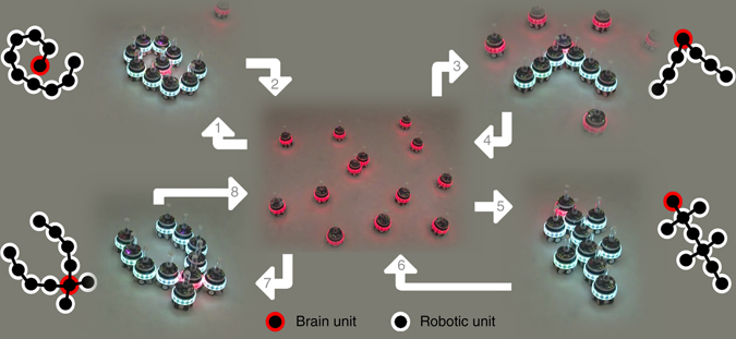 Mergeable nervous systems for robots | Nature Communications