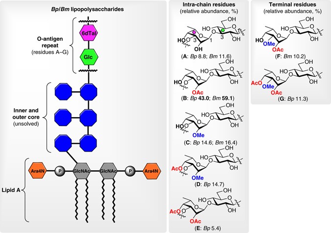 Deciphering Minimal Antigenic Epitopes Associated With Burkholderia Pseudomallei And Burkholderia Mallei Lipopolysaccharide O Antigens Nature Communications