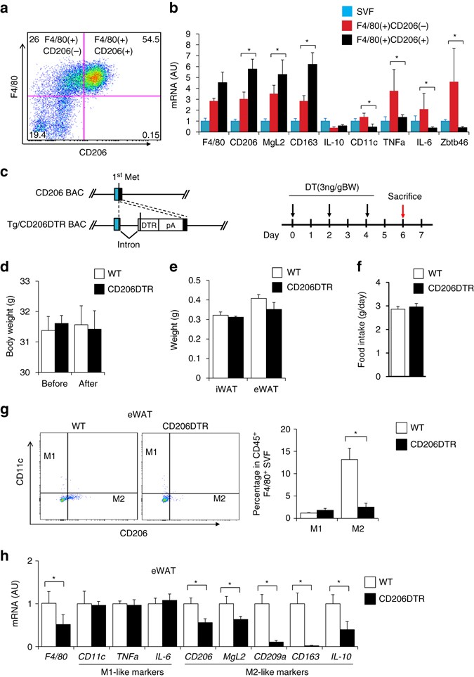 eigenaar intellectueel Weinig CD206+ M2-like macrophages regulate systemic glucose metabolism by  inhibiting proliferation of adipocyte progenitors | Nature Communications