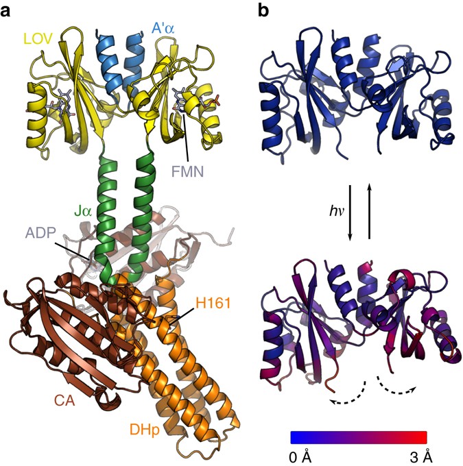 Sequential conformational transitions and α-helical supercoiling regulate a  sensor histidine kinase