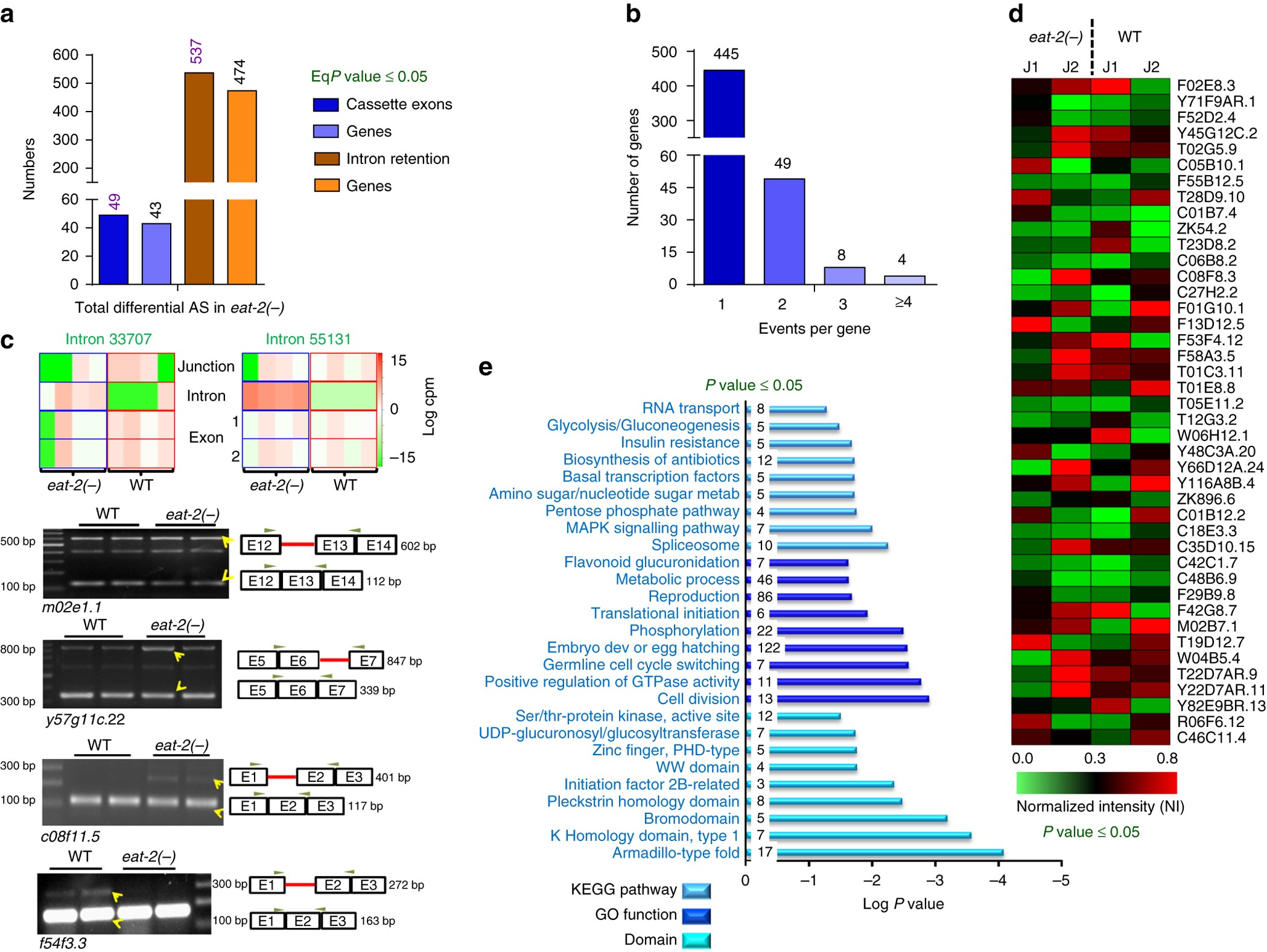 Differential alternative splicing coupled to nonsense-mediated decay of  mRNA ensures dietary restriction-induced longevity | Nature Communications