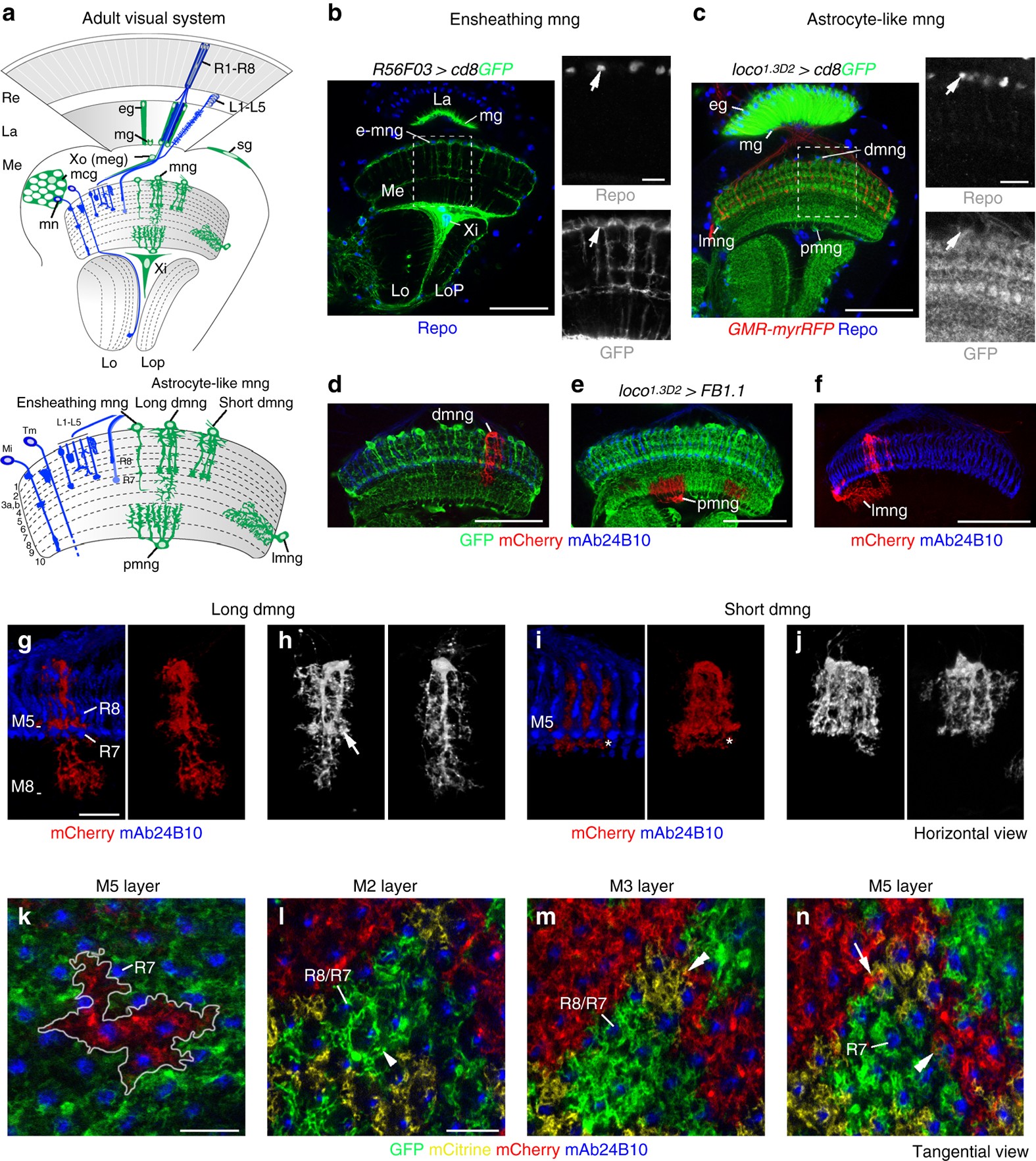 Glia, Neurobiology Journal