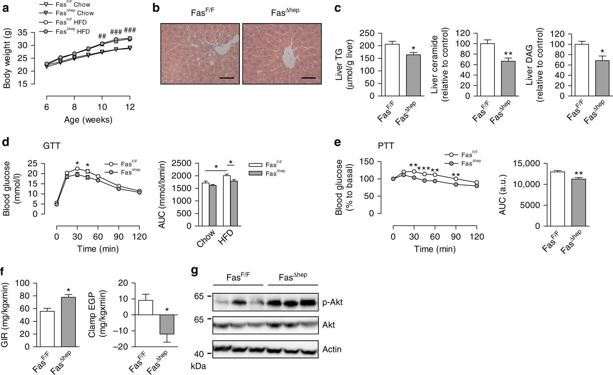 Fas cell surface death receptor controls hepatic lipid metabolism by  regulating mitochondrial function | Nature Communications