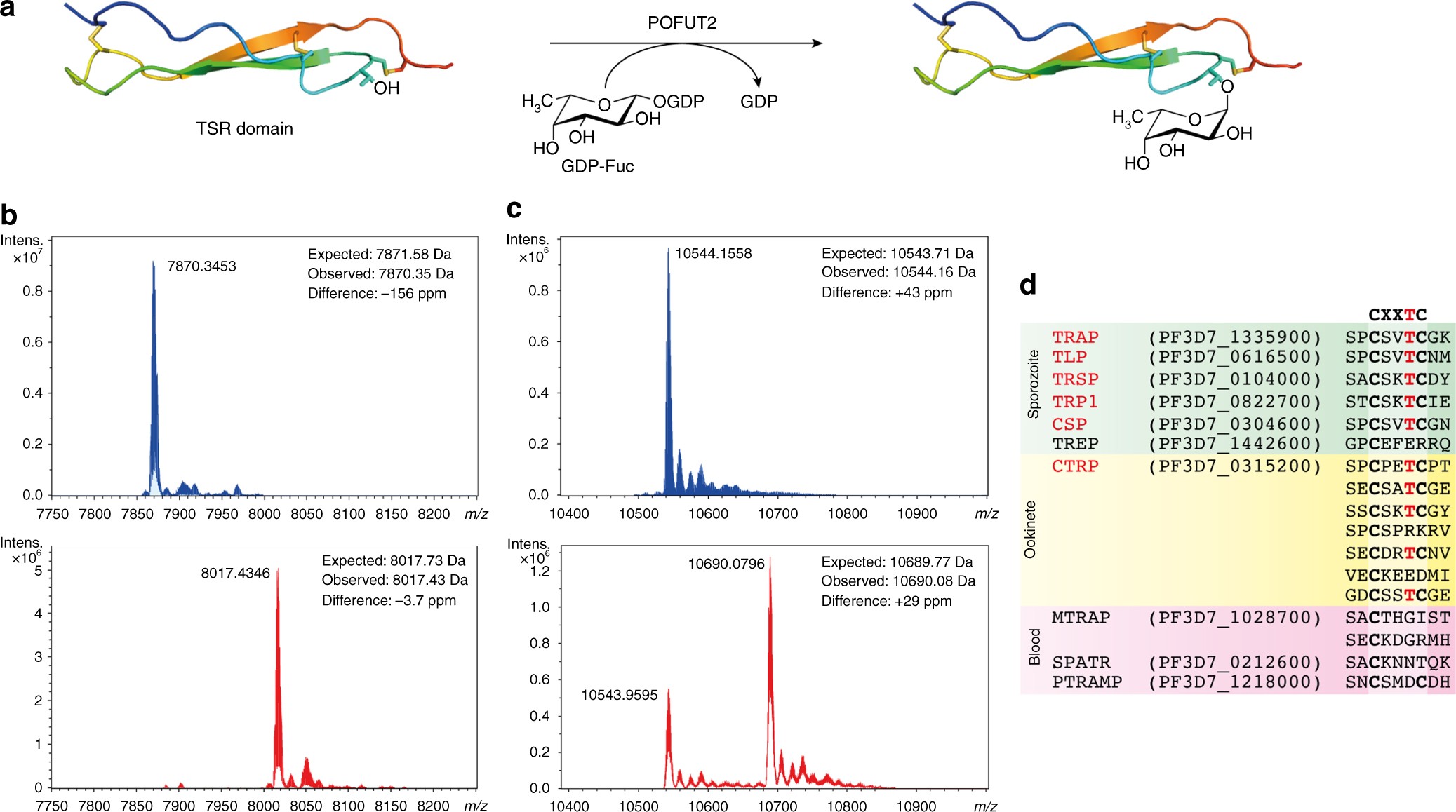 protein o fucosylation in plasmodium falciparum ensures efficient ac form 8050 1b