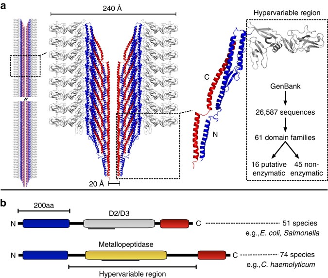 Discovery Of A Proteolytic Flagellin Family In Diverse Bacterial Discovery Of A Proteolytic Flagellin