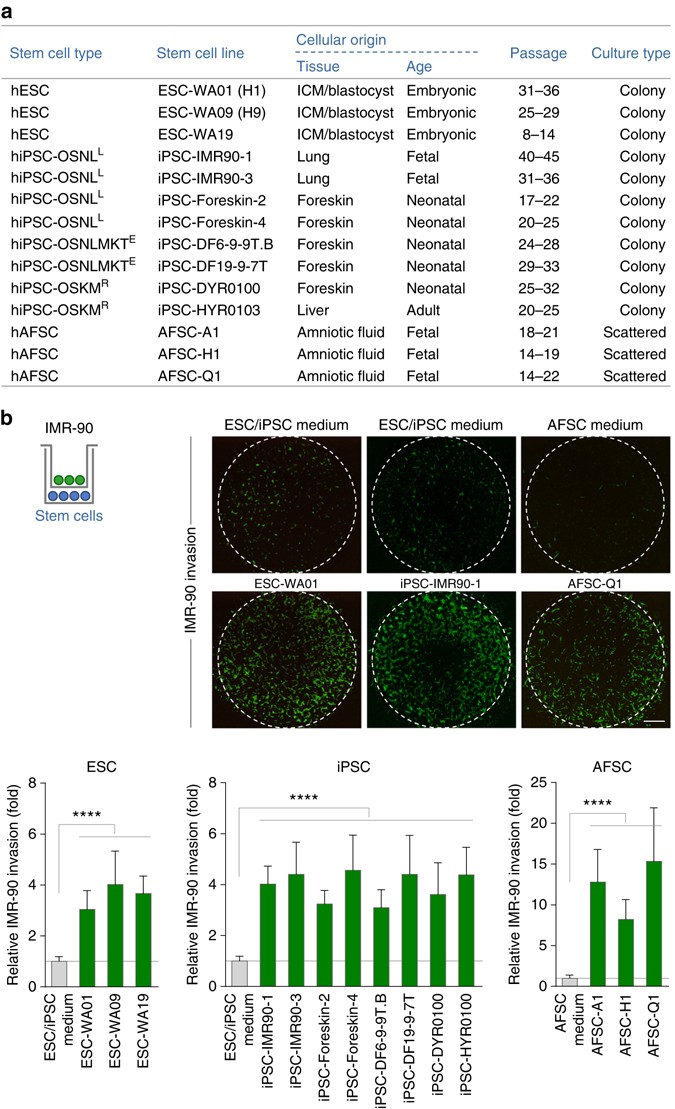 Human Stem Cells Alter The Invasive Properties Of Somatic Cells Via Paracrine Activation Of Mtorc1 Nature Communications
