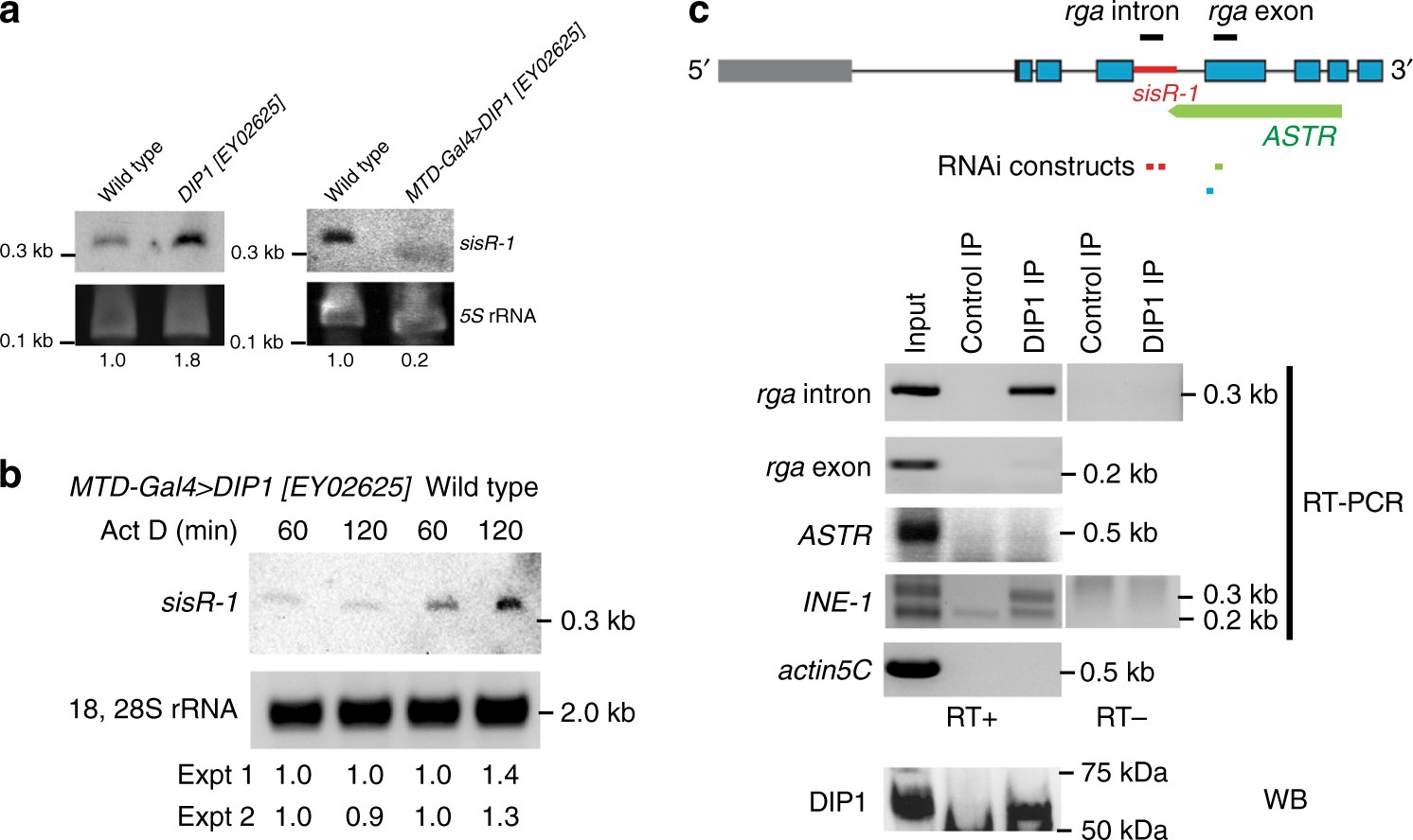 Dip1 Modulates Stem Cell Homeostasis In Drosophila Through