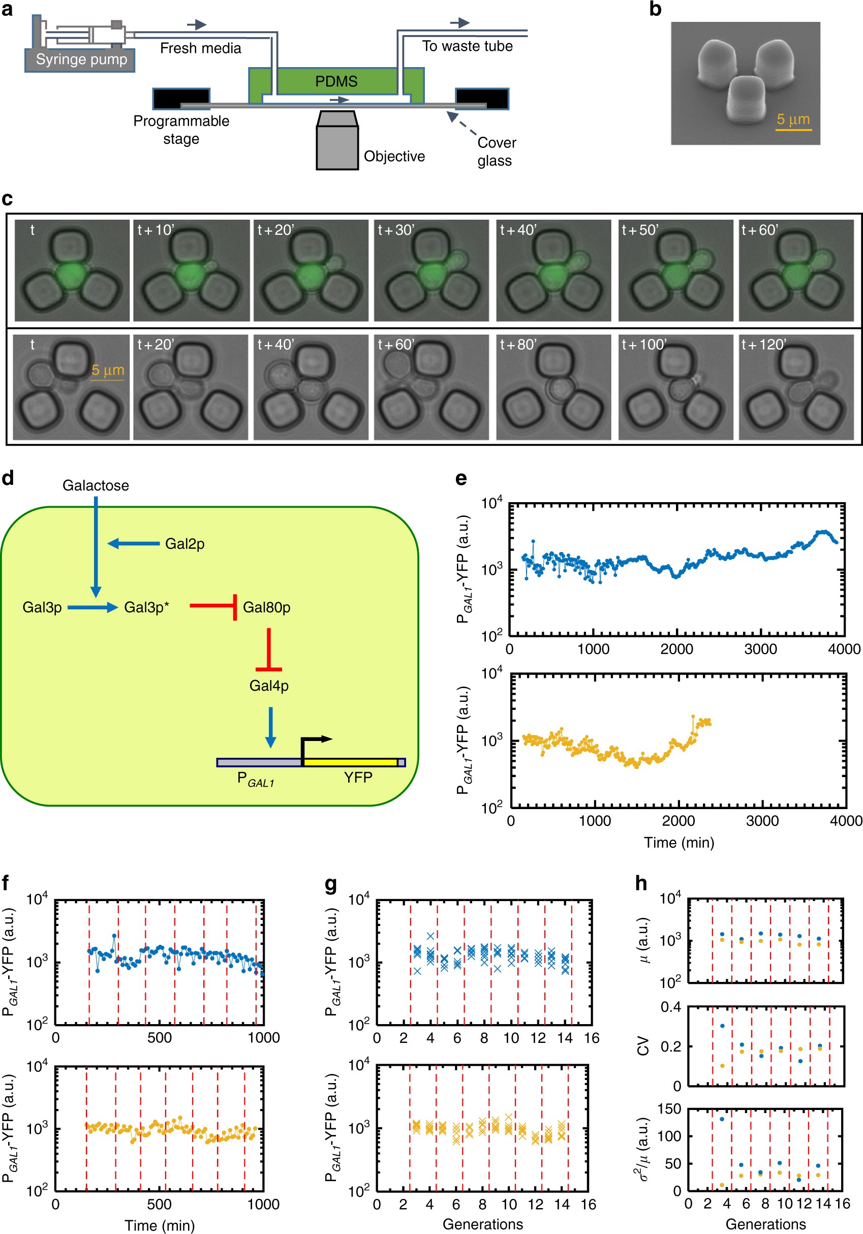 Noise Reduction As An Emergent Property Of Single Cell Aging