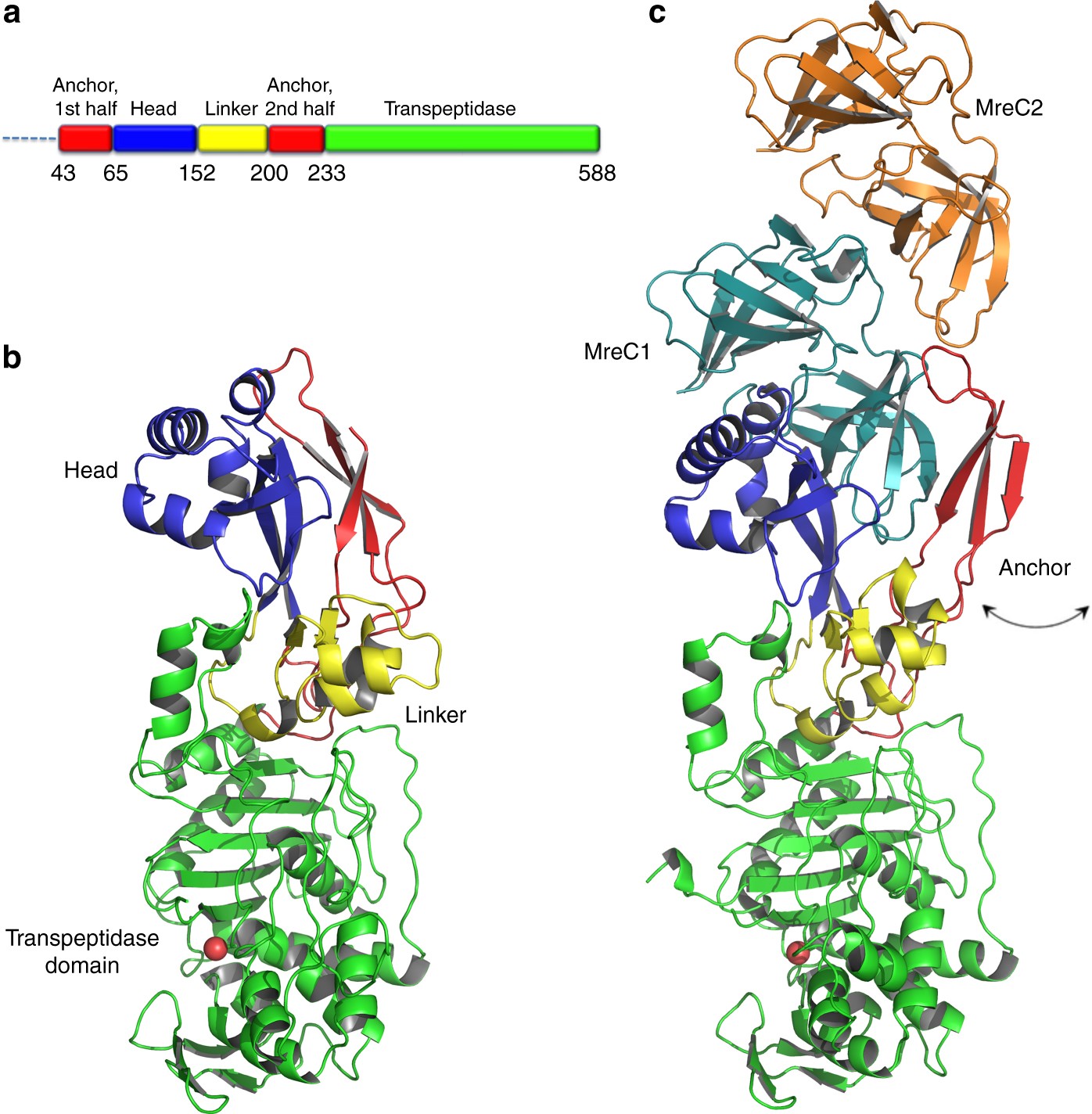molecular architecture of the pbp2\u2013mrec core bacterial cell wallmolecular architecture of the pbp2\u2013mrec core bacterial cell wall synthesis complex nature communications