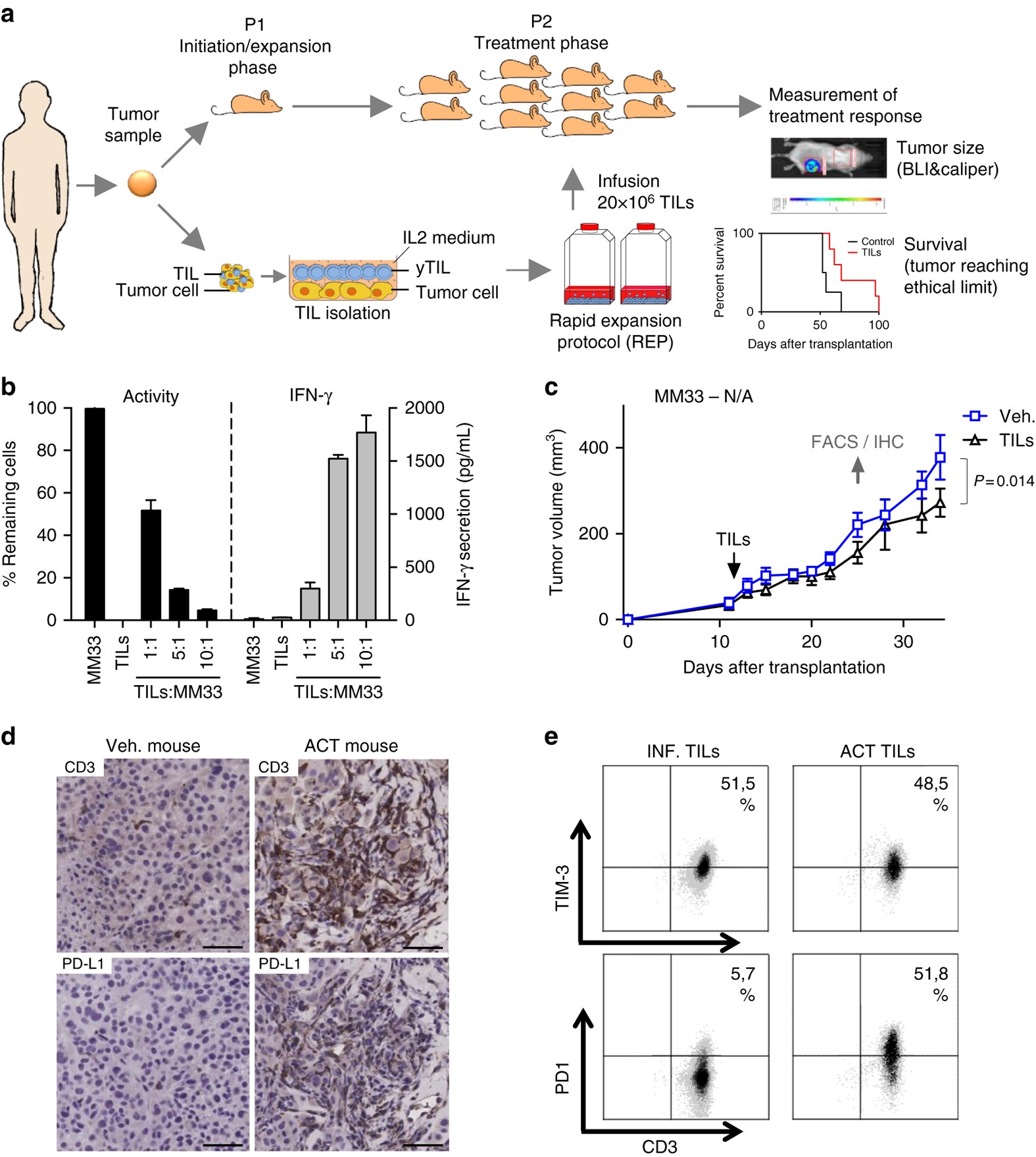 Mouse Model Yields Possible Treatment >> Clinical Responses To Adoptive T Cell Transfer Can Be Modeled In An Mouse Model Yields Possible Treatment >> Clinical Responses To Adoptive T Cell Transfer Can Be Modeled In An