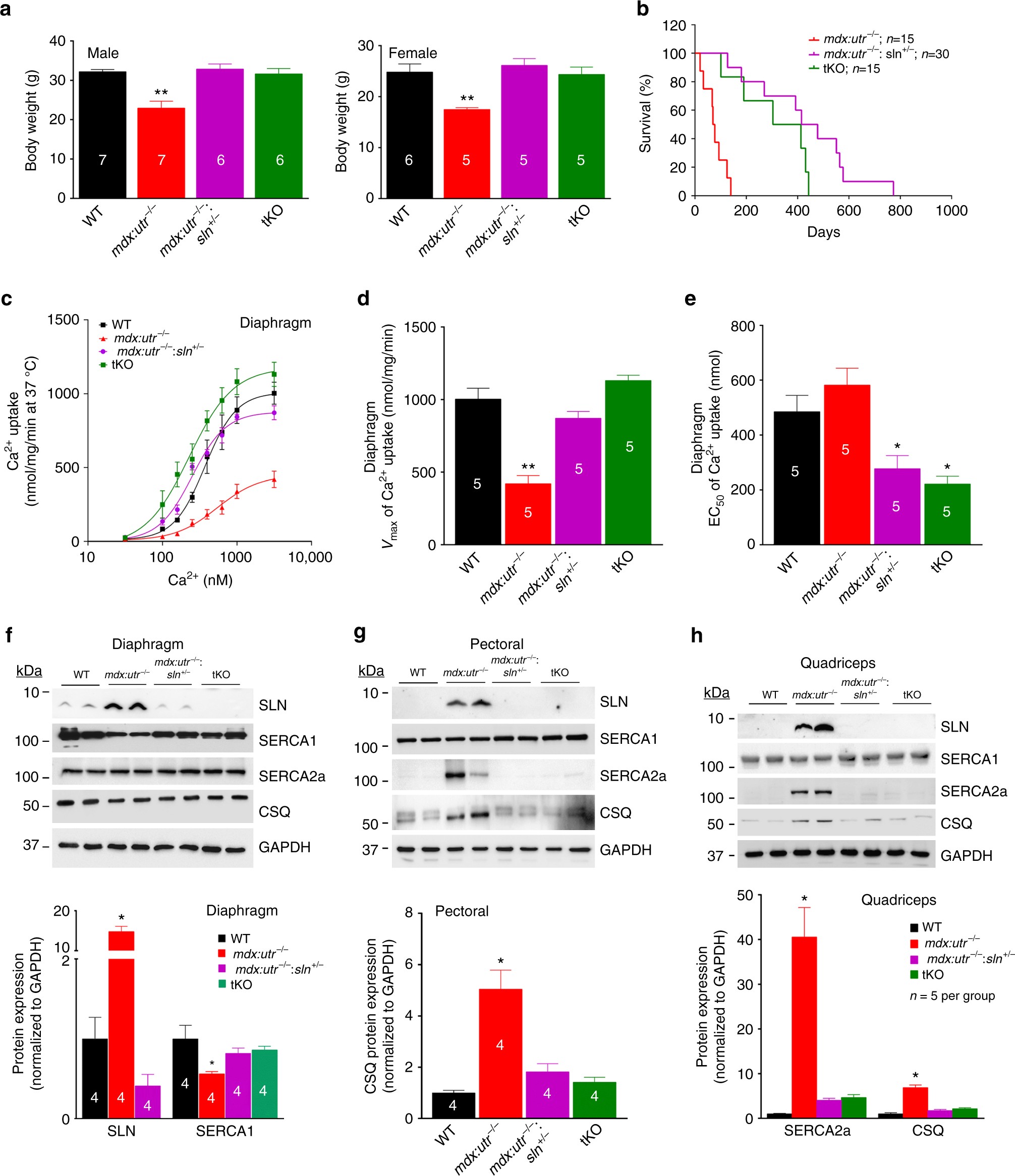 Reducing sarcolipin expression mitigates Duchenne muscular dystrophy and associated cardiomyopathy in mice | Nature Communications