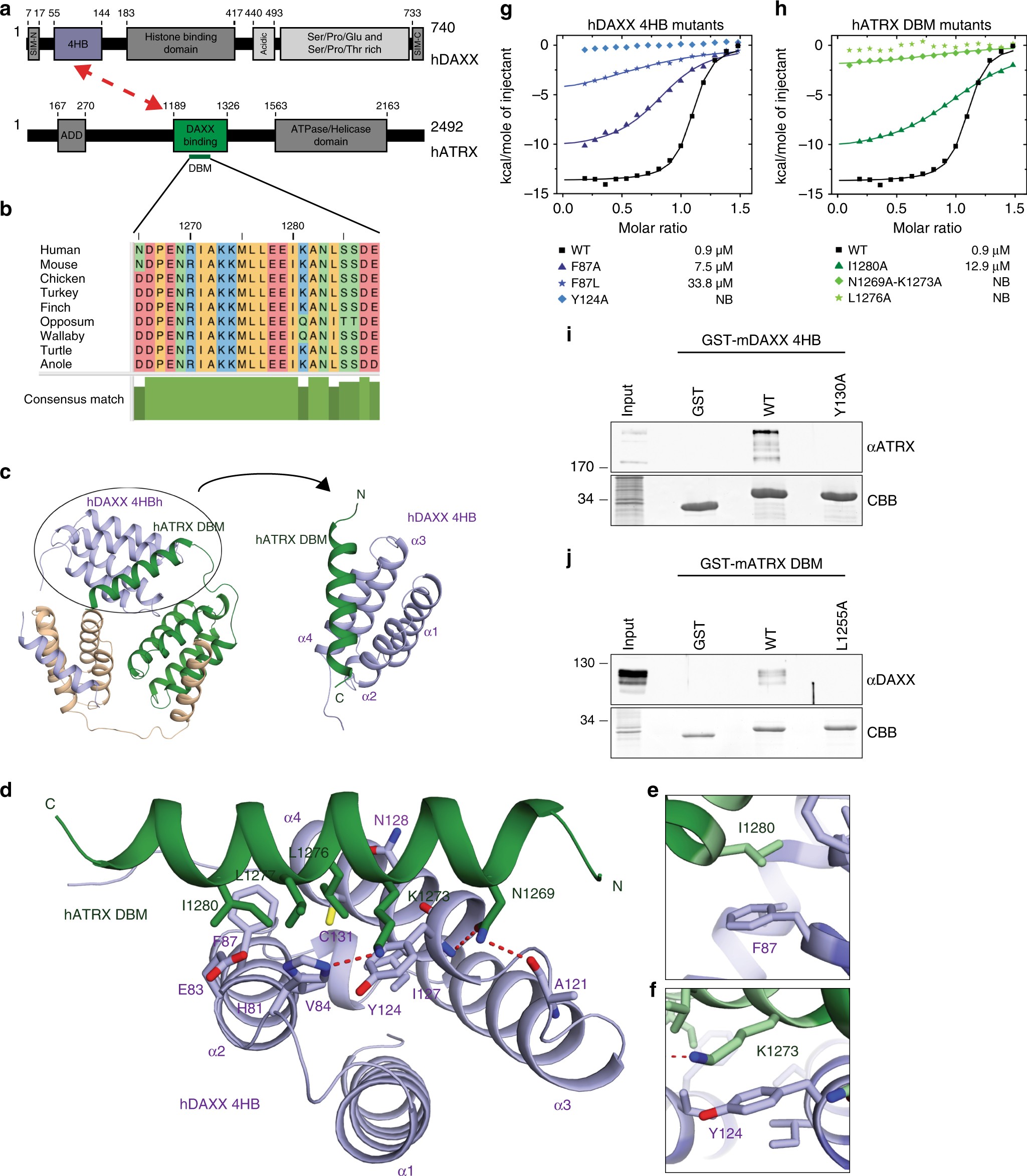 Structural and mechanistic insights into ATRX-dependent and -independent  functions of the histone chaperone DAXX | Nature Communications
