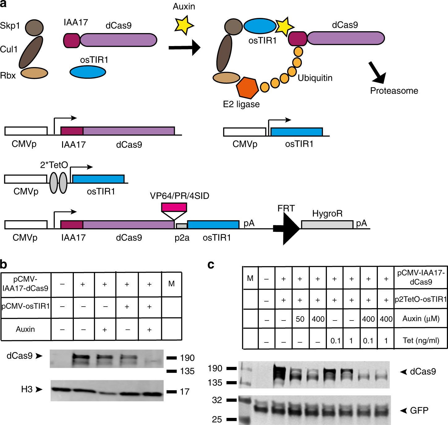 Drug-tunable multidimensional synthetic gene control using inducible degron-tagged  dCas9 effectors | Nature Communications