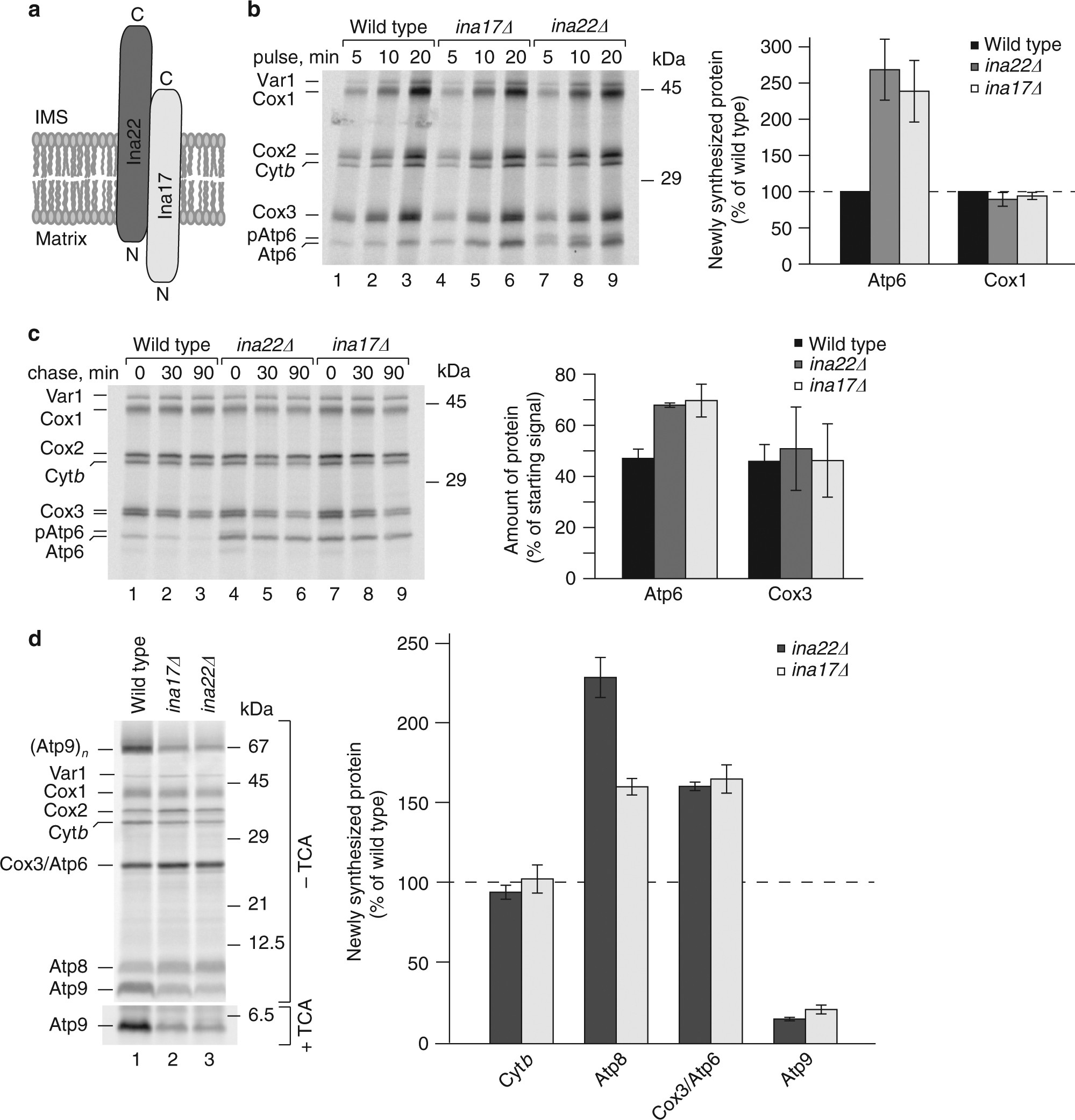 INA complex liaises the F 1 F o -ATP synthase membrane motor modules | Nature Communications