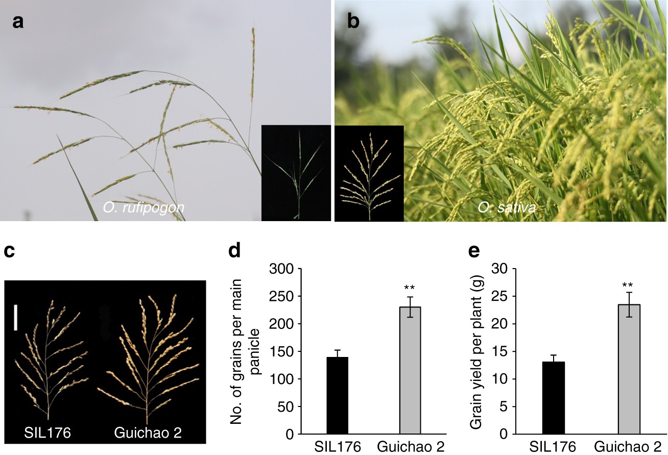 NOG1 Increases Grain Production In Rice Nature Communications