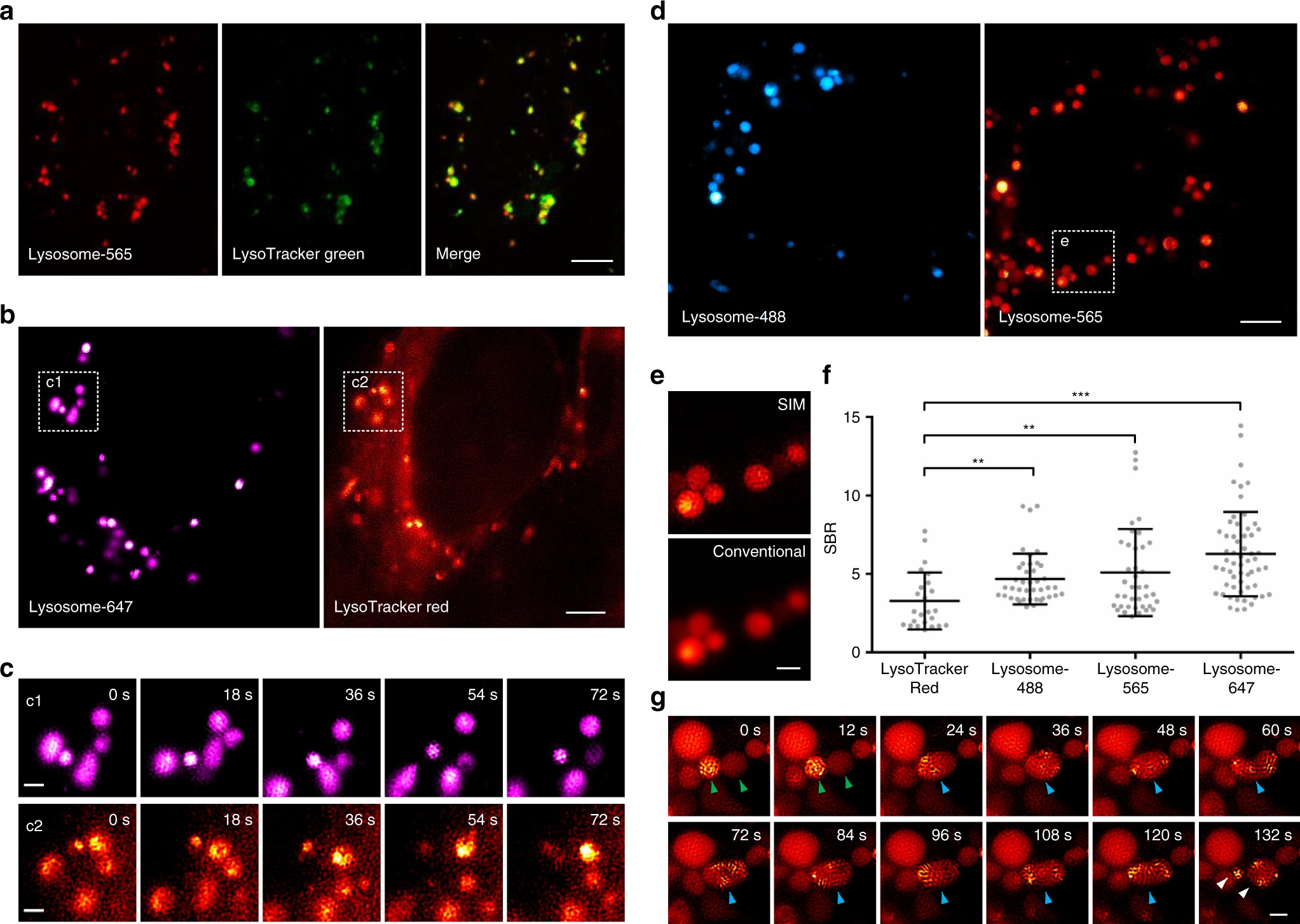 Cell-permeable organic fluorescent probes for live-cell long-term  super-resolution imaging reveal lysosome-mitochondrion interactions |  Nature Communications