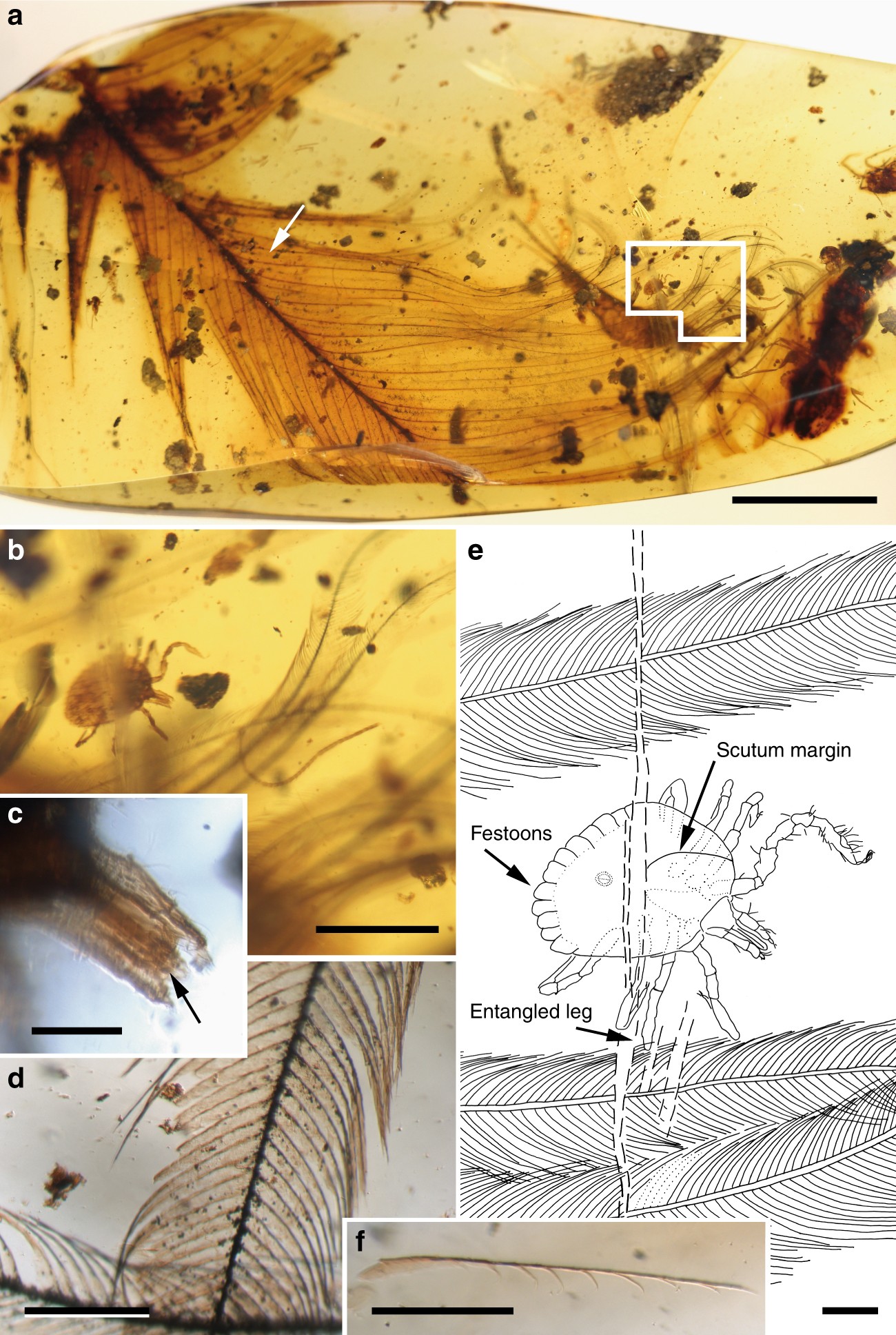 Ticks parasitised feathered dinosaurs as revealed by Cretaceous amber  assemblages | Nature Communications