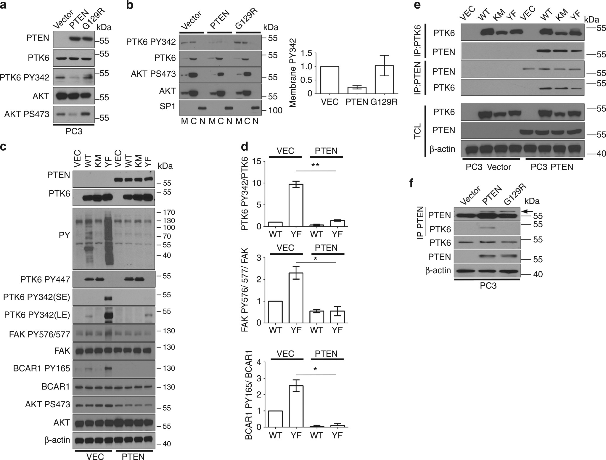 pten is a protein phosphatase that targets active ptk6 and inhibits form it 112 r