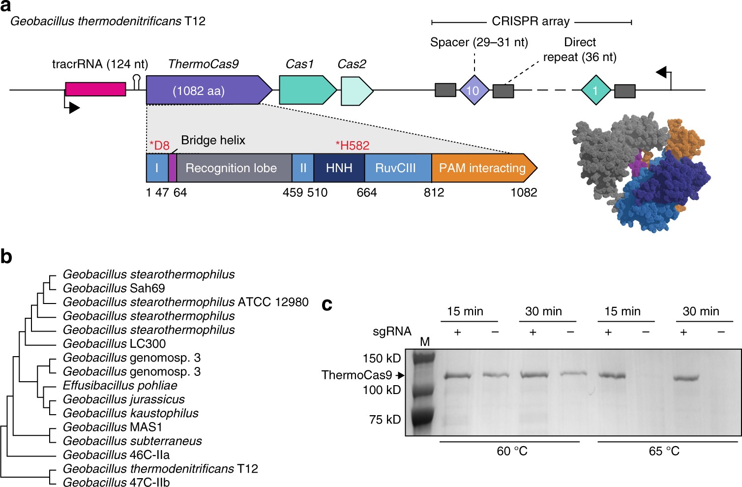 Characterizing a thermostable Cas9 for bacterial genome editing and  silencing | Nature Communications