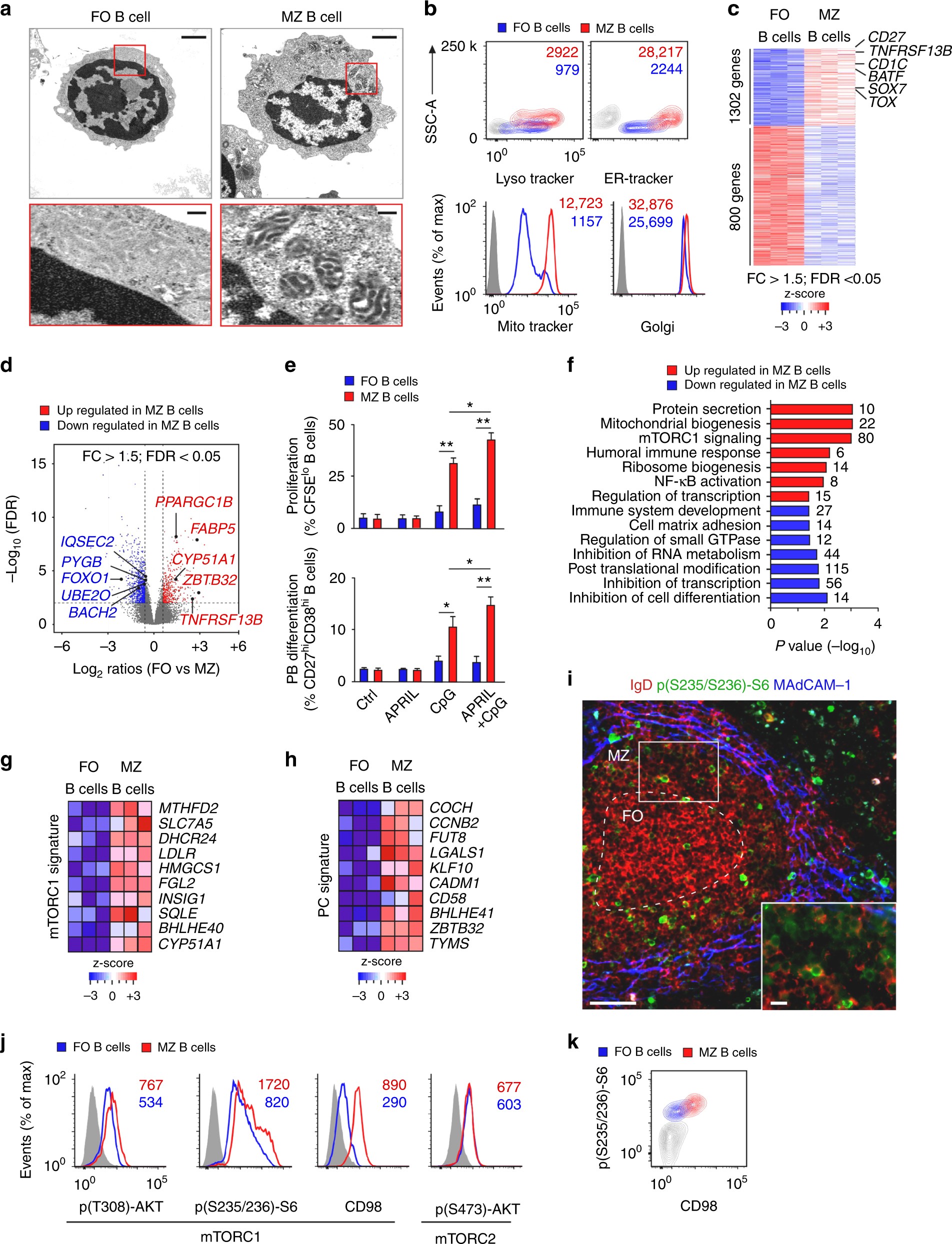 Nfkb2 deficiency and its impact on plasma cells and immunoglobulin