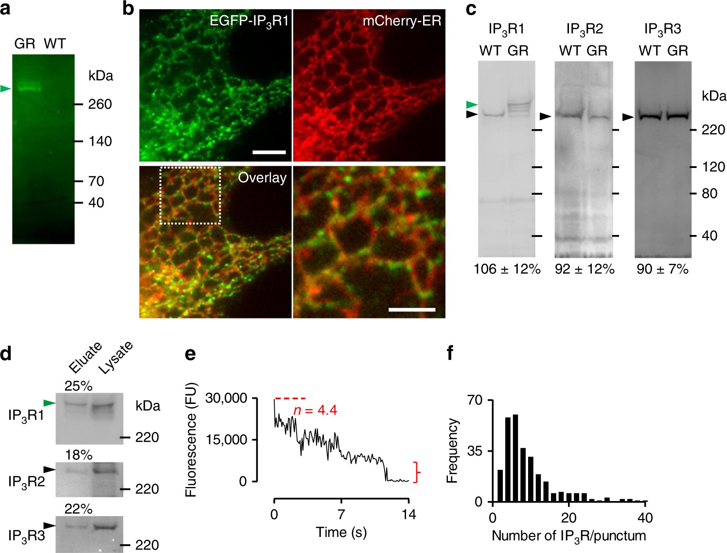 Ca 2 Signals Initiate At Immobile Ip 3 Receptors Adjacent
