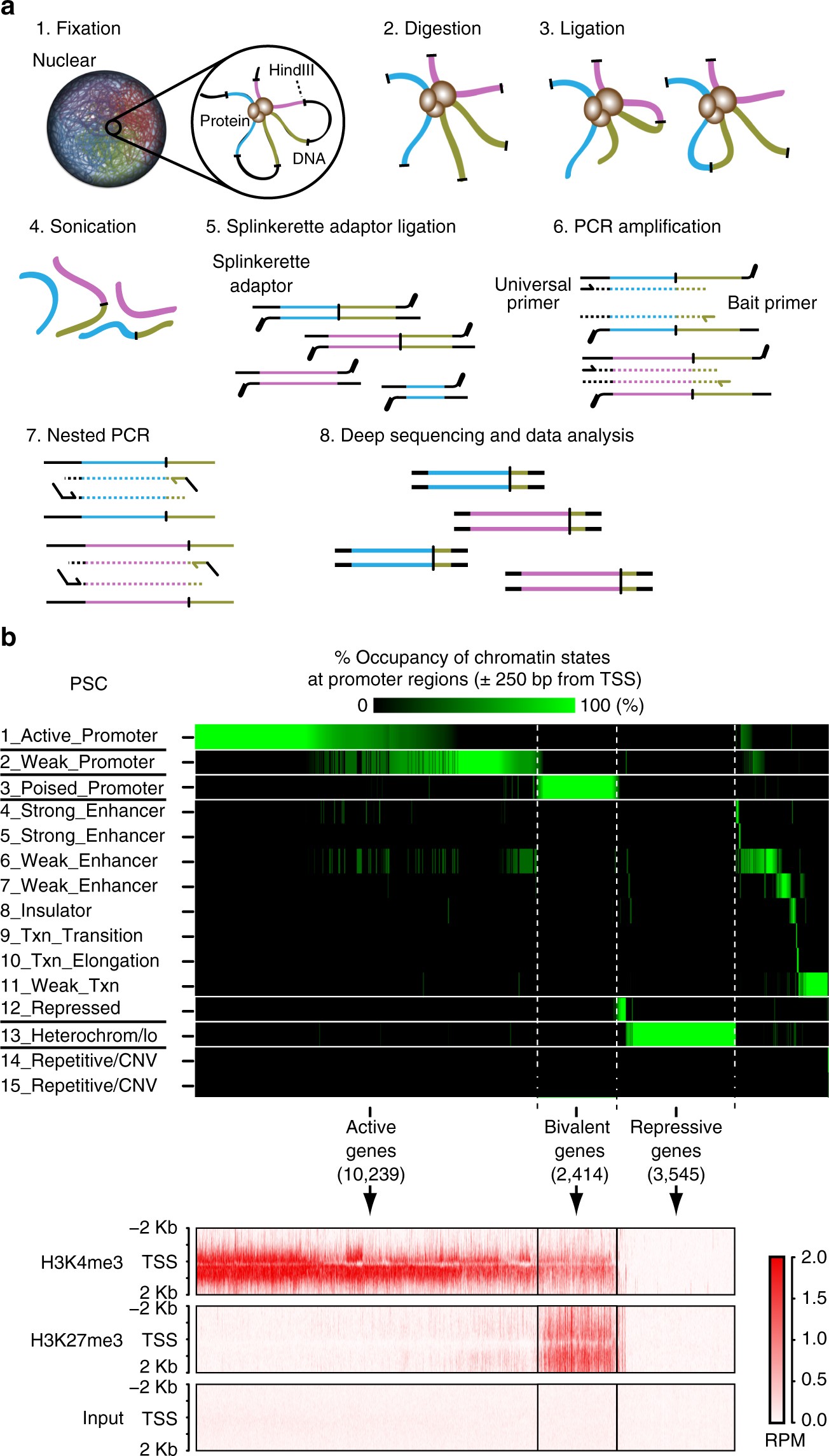 Structural And Spatial Chromatin Features At Developmental Gene Loci In Human Pluripotent Stem Cells Nature Communications