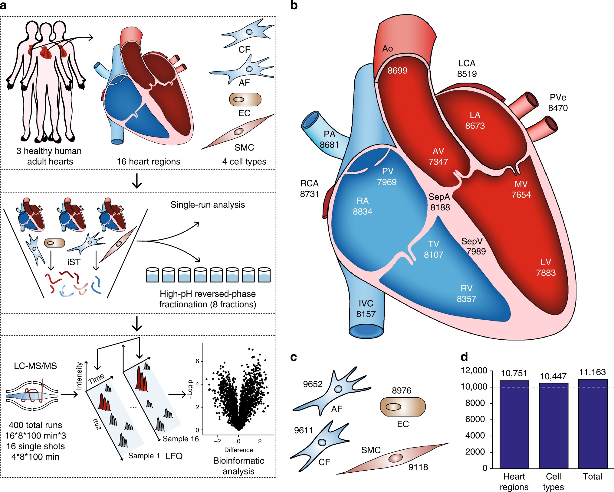 healthy human heart diagram