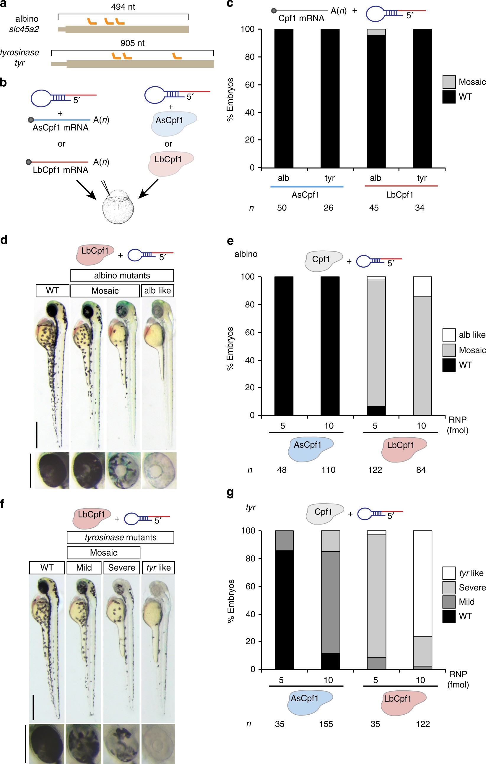 CRISPR-Cas9 correction of OPA1 c.1334G>A: p.R445H restores mitochondrial homeostasis in dominant optic atrophy patient-derived iPSCs - ScienceDirect