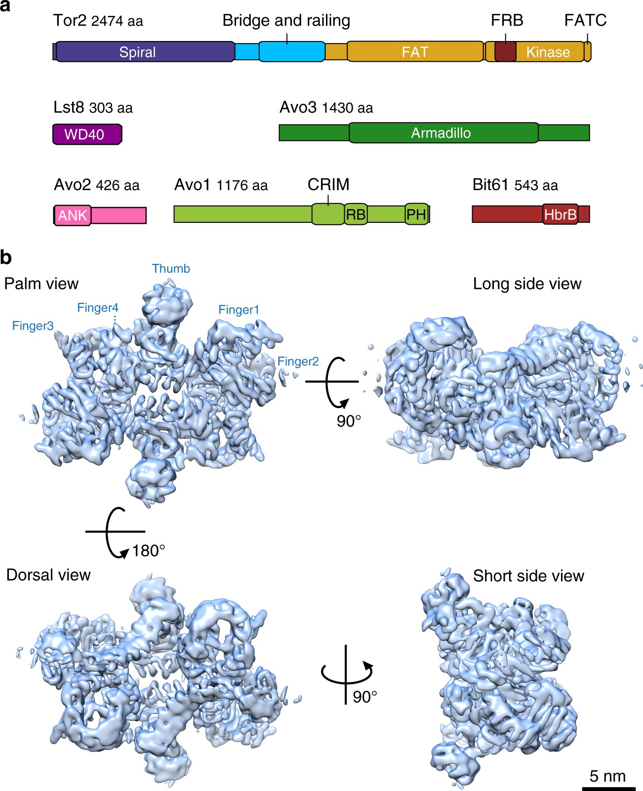 Cryo-EM structure of Saccharomyces cerevisiae target of rapamycin  