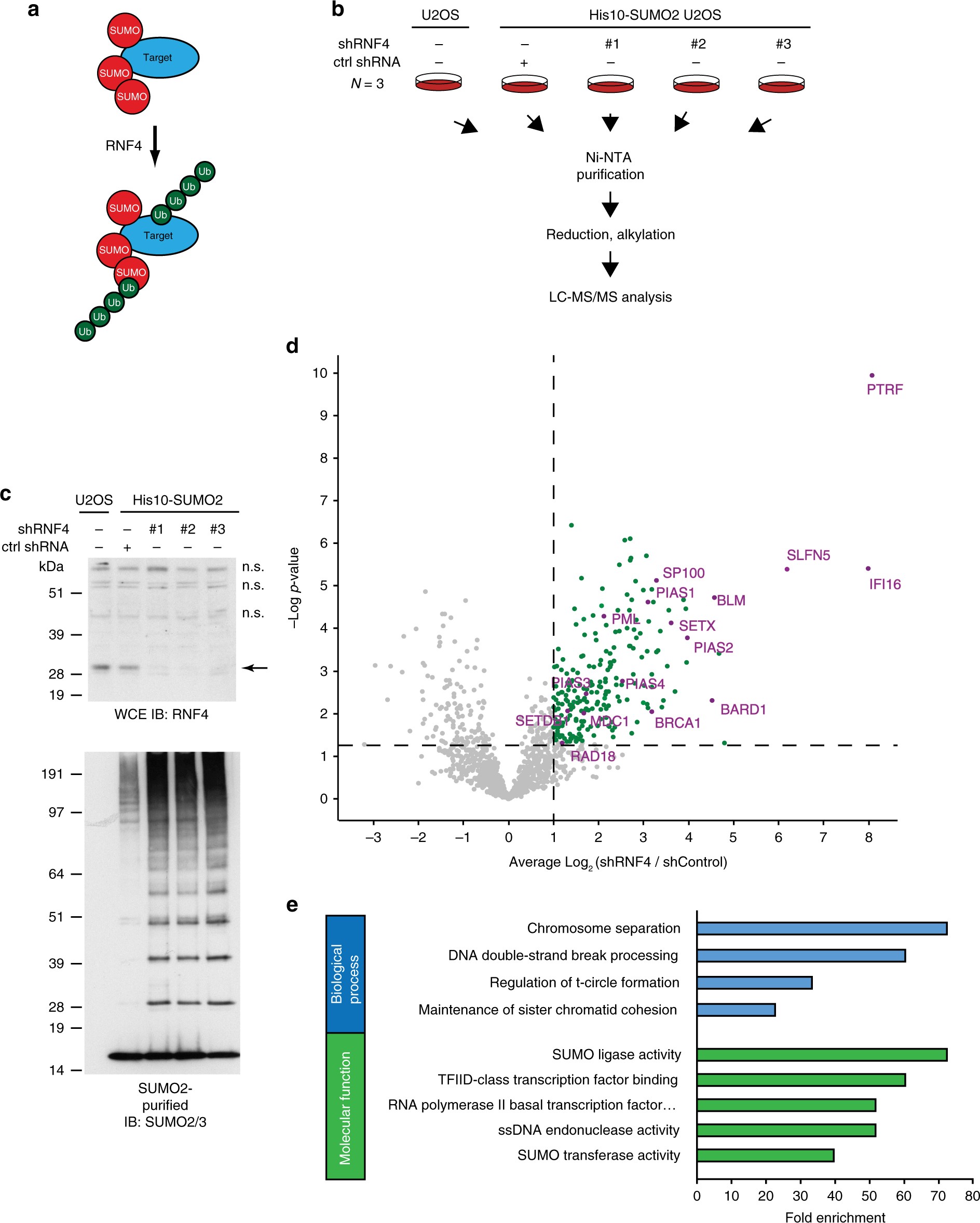 SUMO-2/3 siRNA (h), shRNA and Lentiviral Particle Gene Silencers