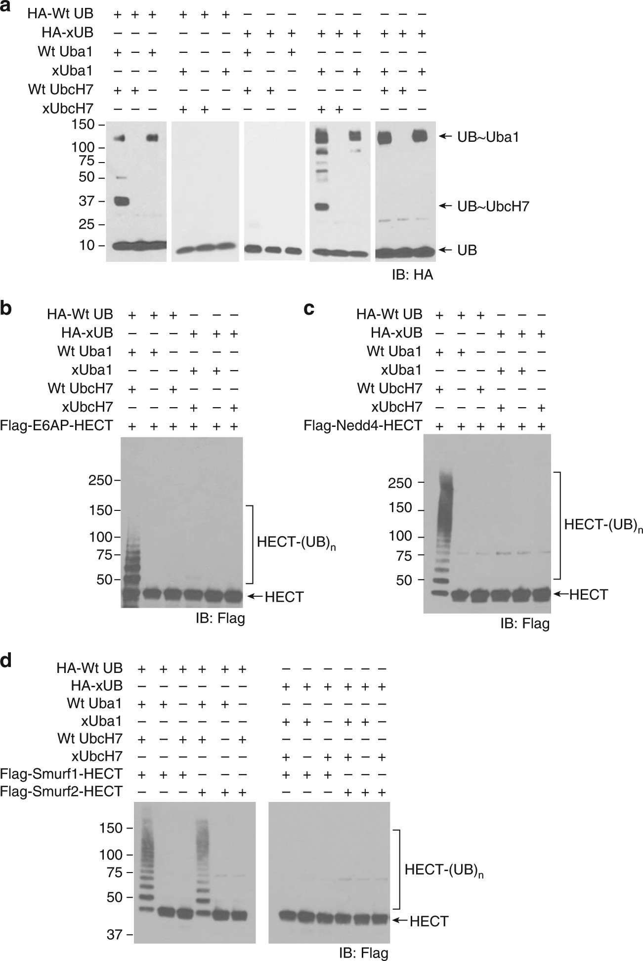 Identifying The Ubiquitination Targets Of E6ap By Orthogonal