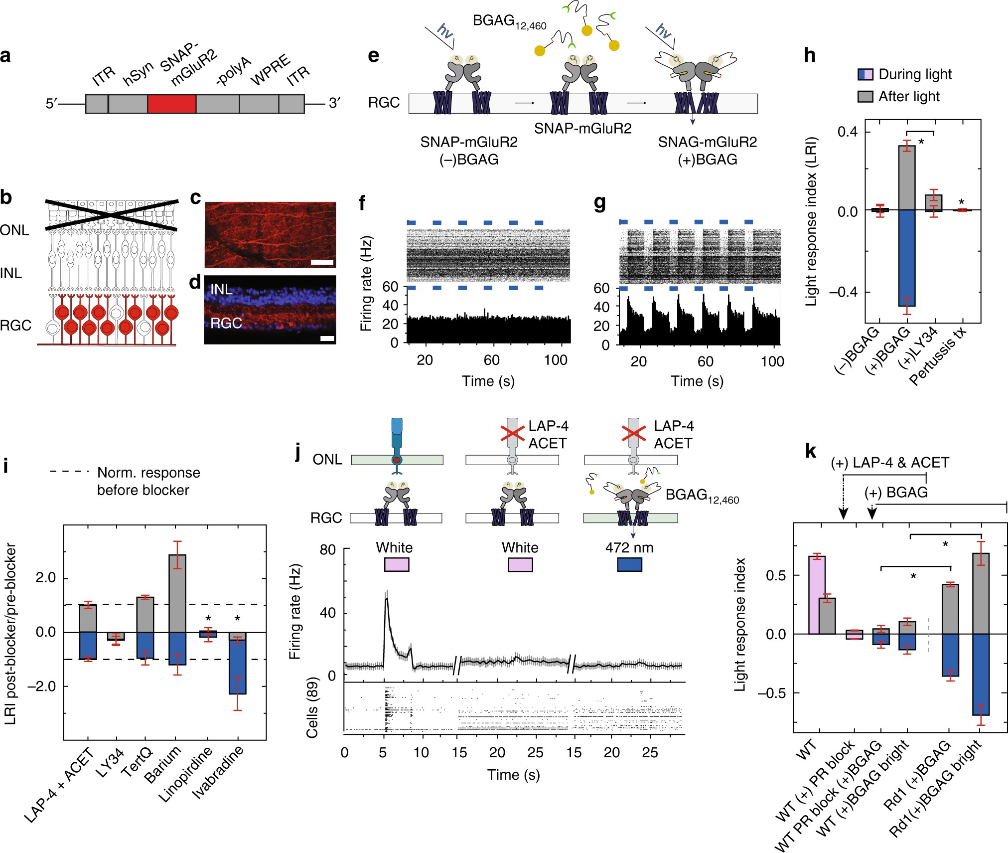 Restoration of patterned vision with an engineered photoactivatable G  protein-coupled receptor | Nature Communications