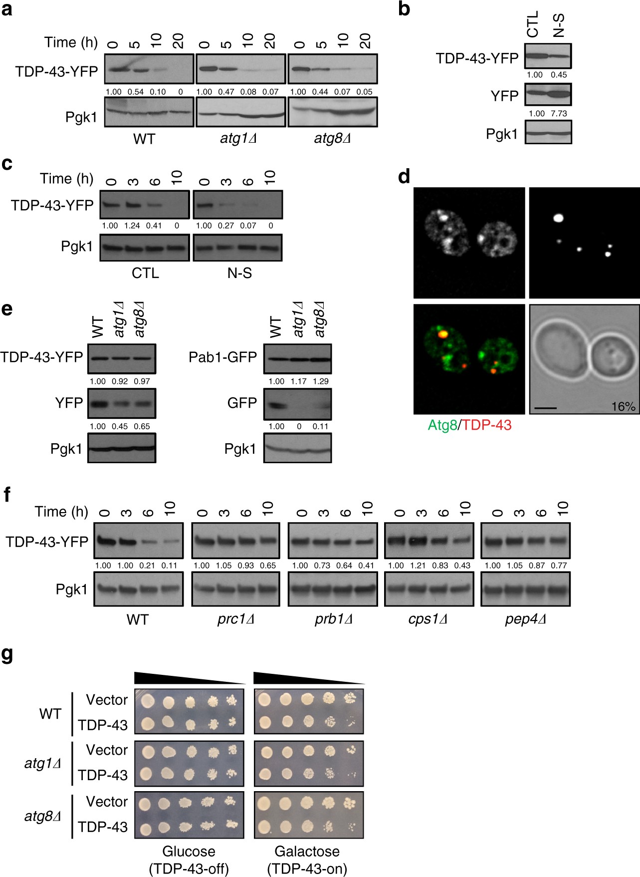 Endocytosis regulates TDP-43 toxicity and turnover | Nature Communications