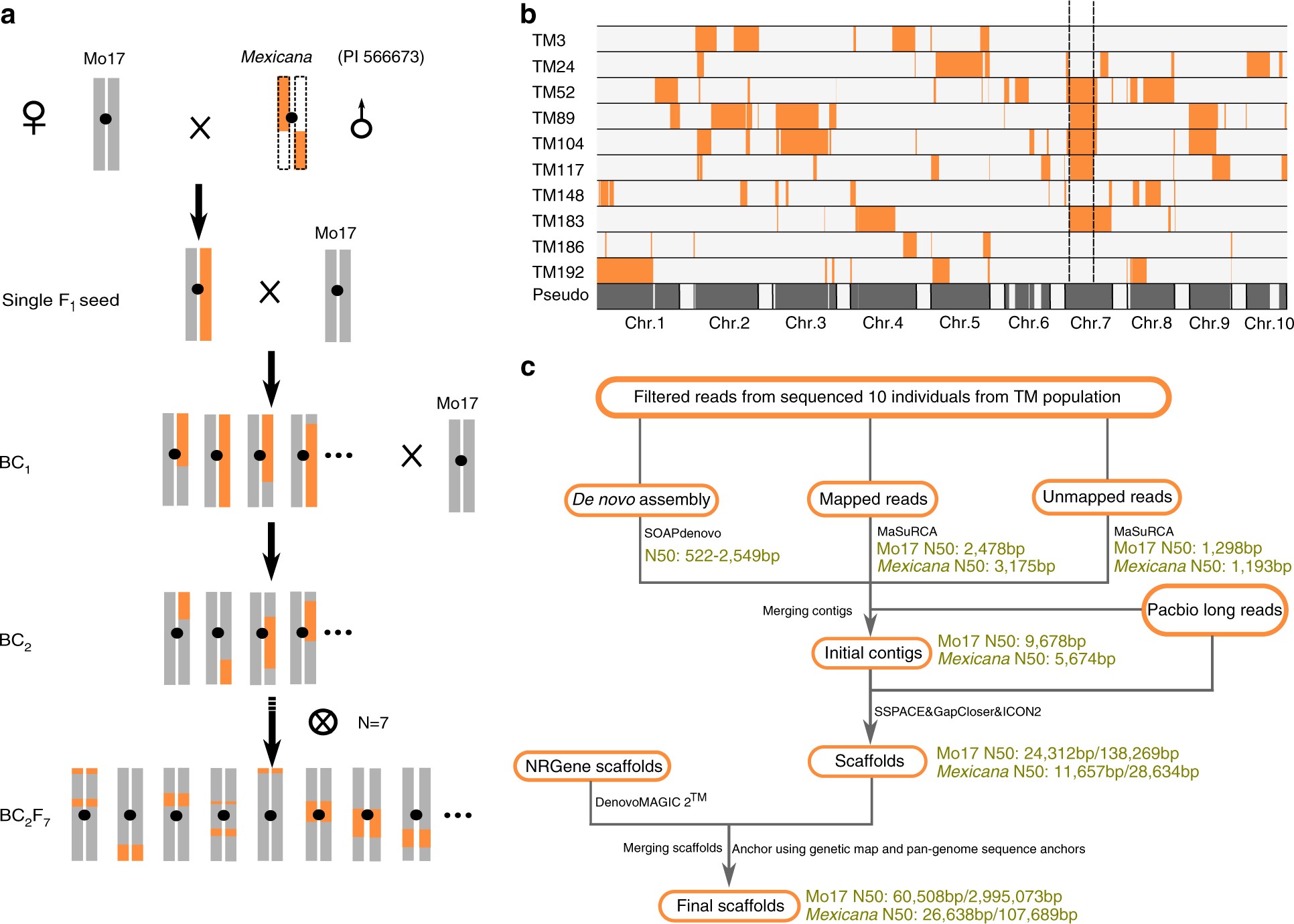 Genome analyses reveal population structure and a purple stigma color gene  candidate in finger millet