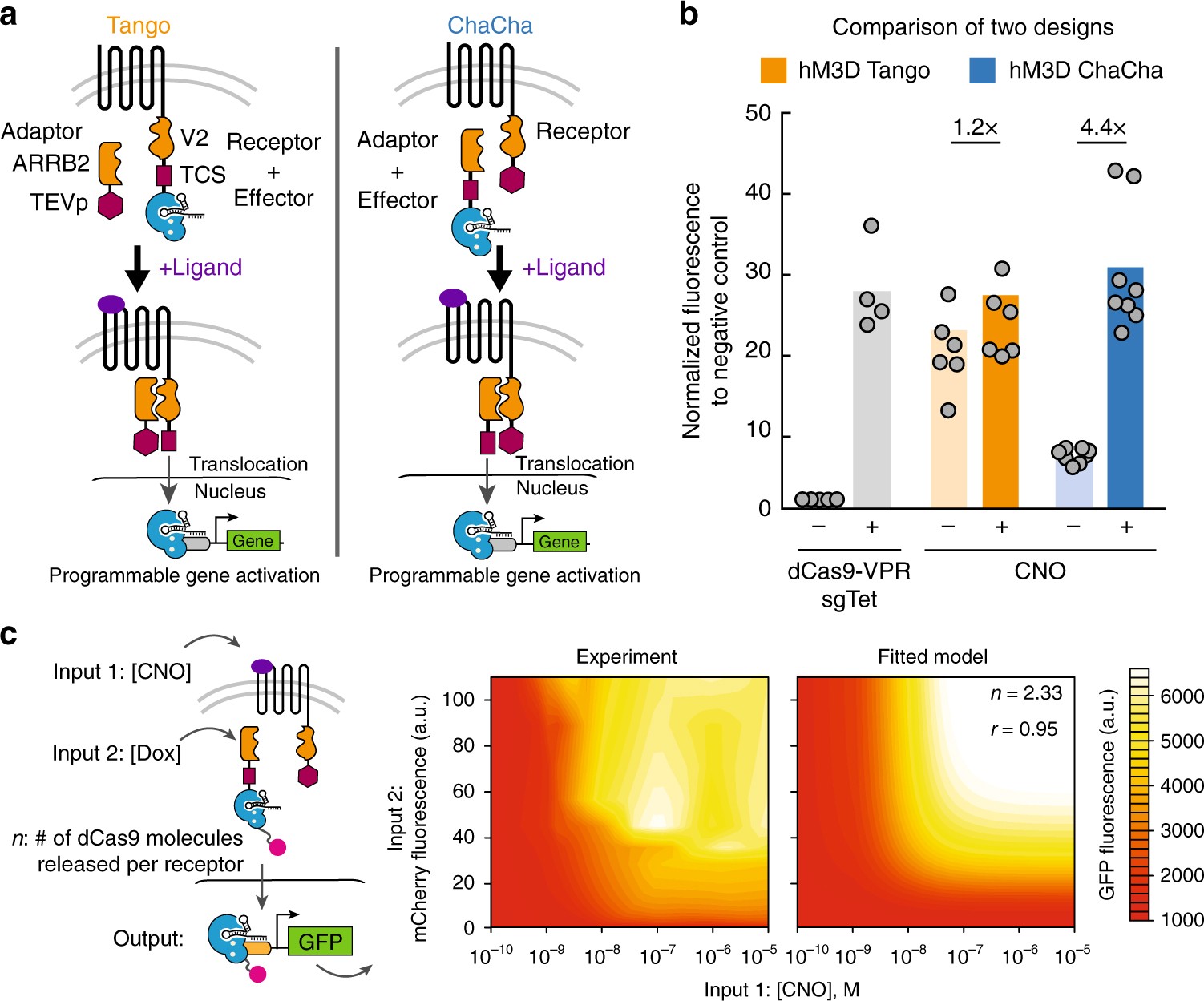 Engineering cell sensing and responses using a GPCR-coupled CRISPR-Cas  system | Nature Communications