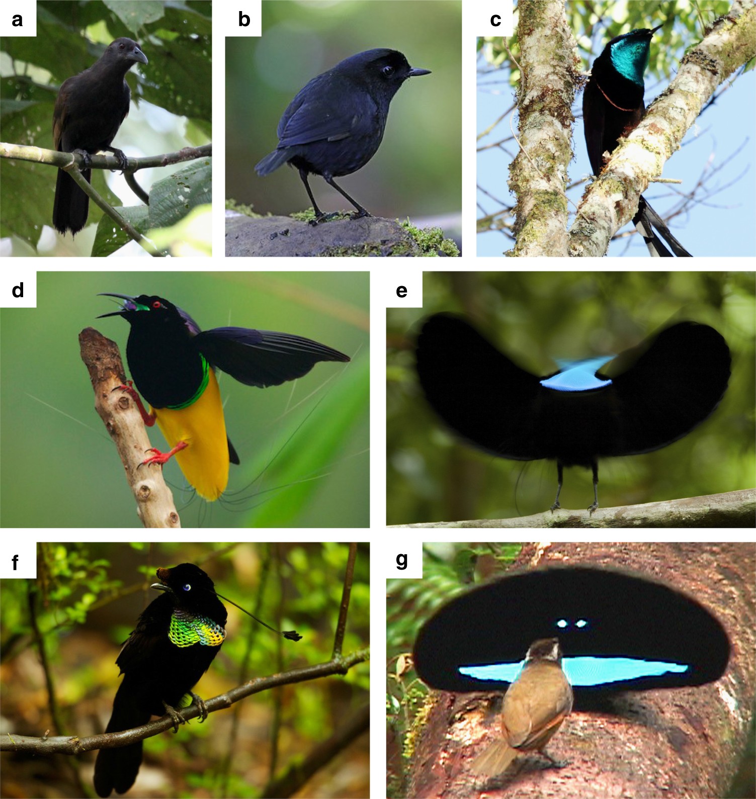 Structural absorption by barbule microstructures of super black bird of  paradise feathers