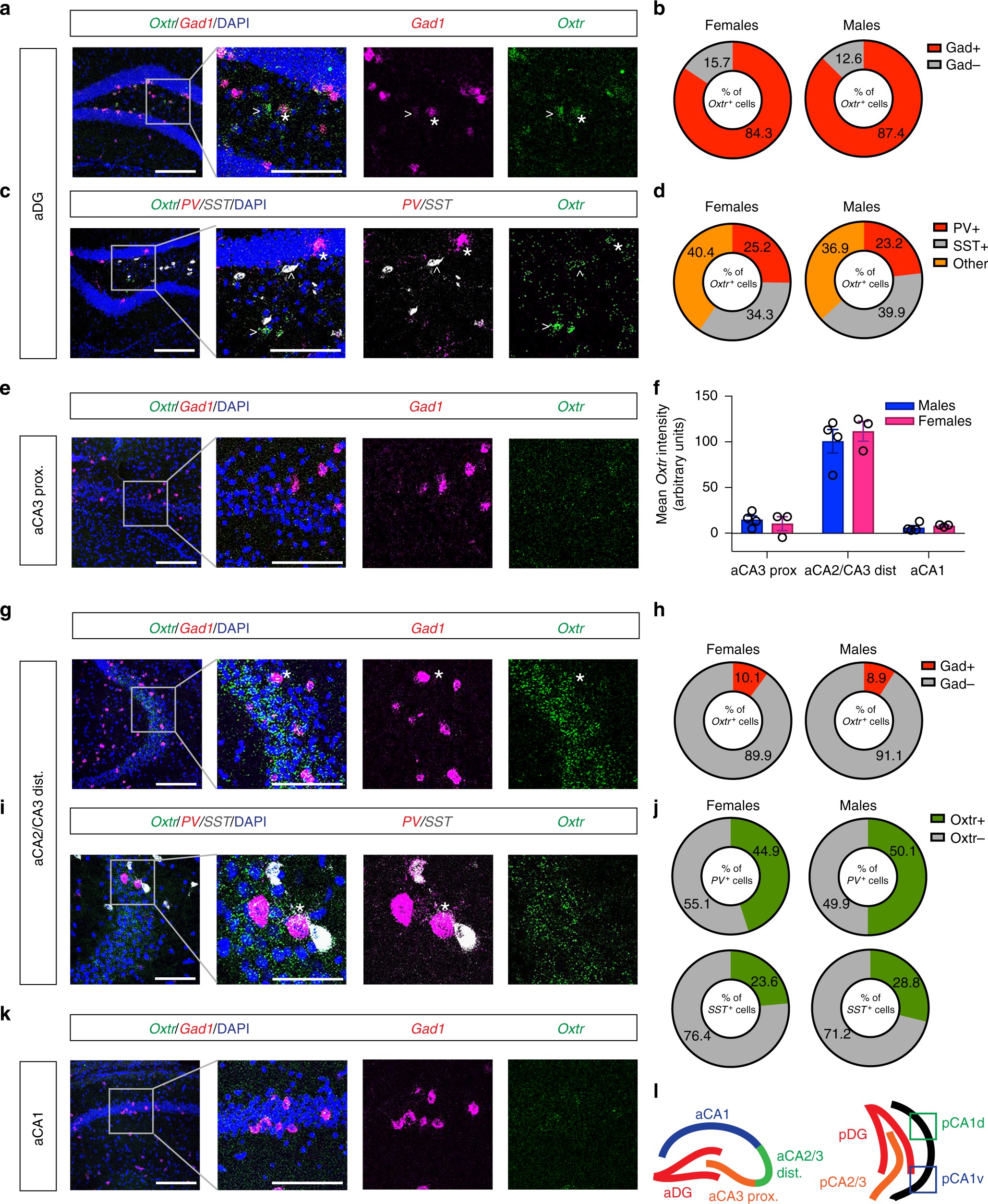 Hippocampal Oxytocin Receptors Are Necessary For Discrimination Of