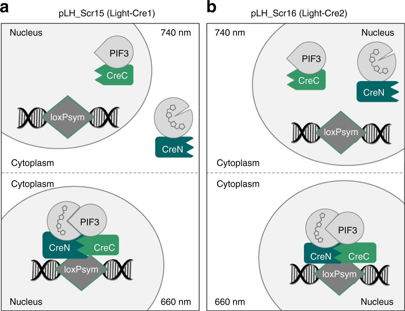 L Scramble As A Tool For Light Controlled Cre Mediated Recombination L Scramble As A Tool For Light Controlled Cre Mediated Recombination In Yeast Nature Communications
