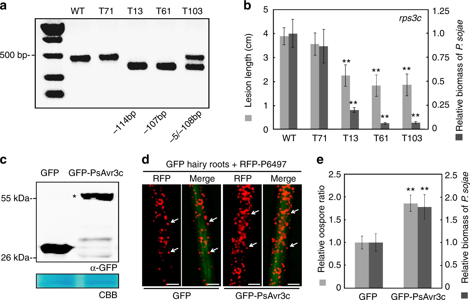 An Oomycete Plant Pathogen Reprograms Host Pre Mrna Splicing To An Oomycete Plant Pathogen Reprograms Host Pre Mrna Splicing To Subvert Immunity Nature Communications