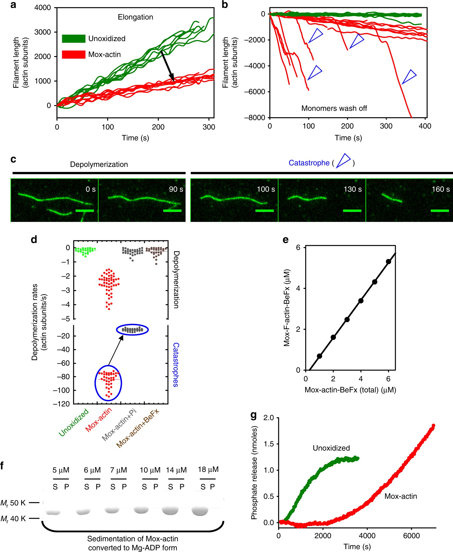 Catastrophic Disassembly Of Actin Filaments Via Mical Mediated Oxidation Nature Communications