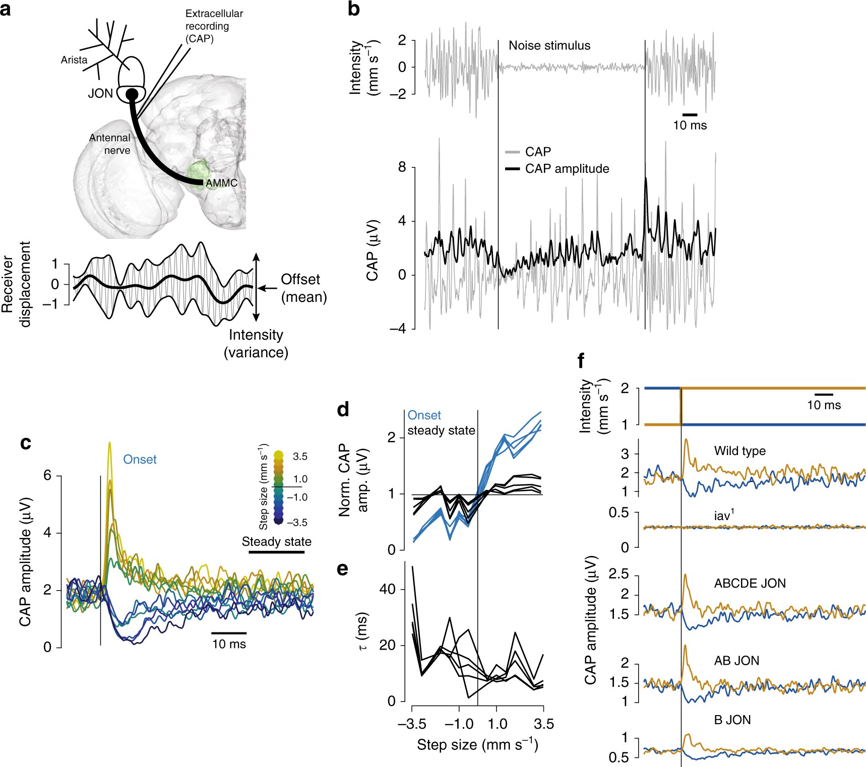 Fast Intensity Adaptation Enhances The Encoding Of Sound In Drosophila Nature Communications
