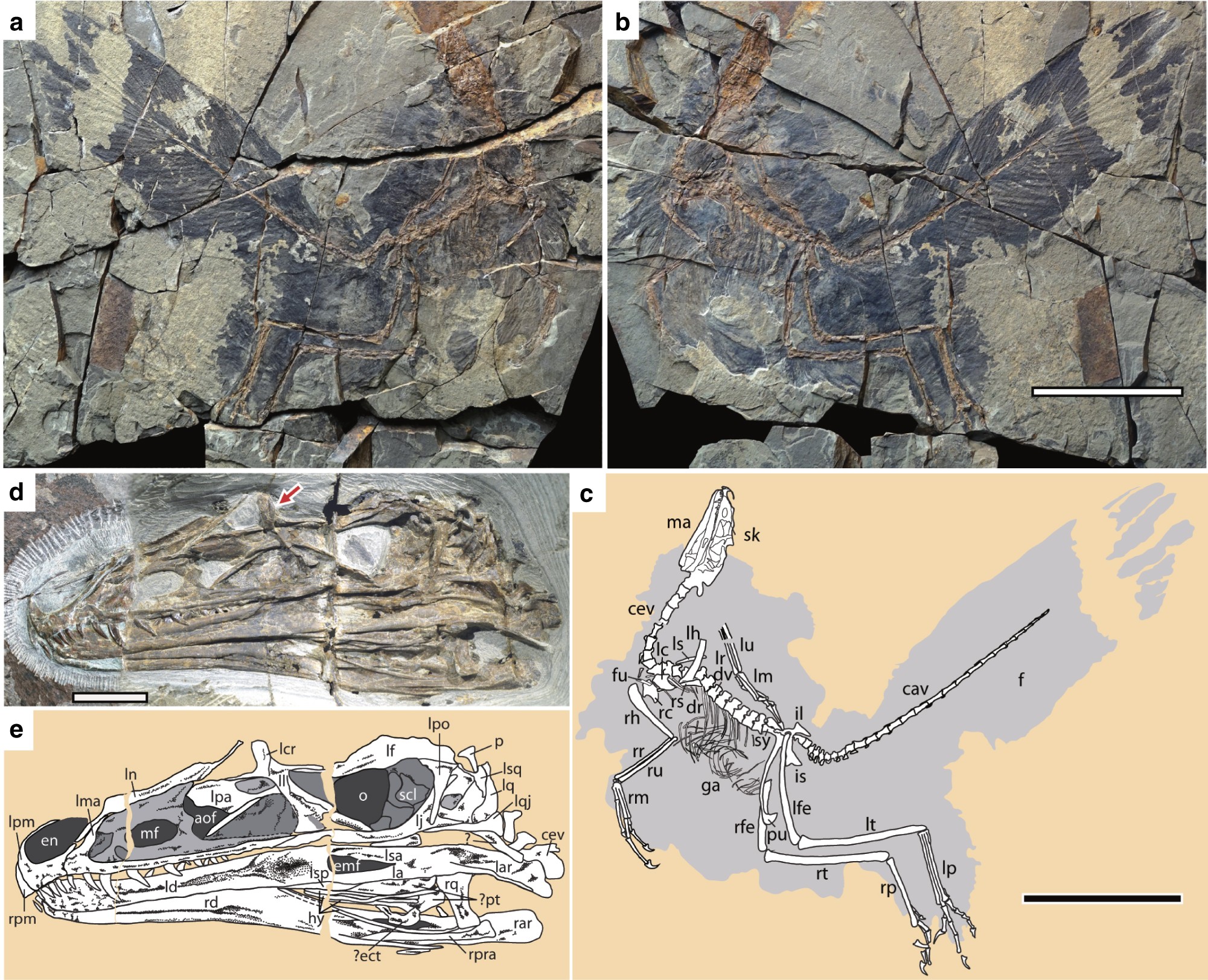 https://media.springernature.com/full/springer-static/image/art%3A10.1038%2Fs41467-017-02515-y/MediaObjects/41467_2017_2515_Fig1_HTML.jpg