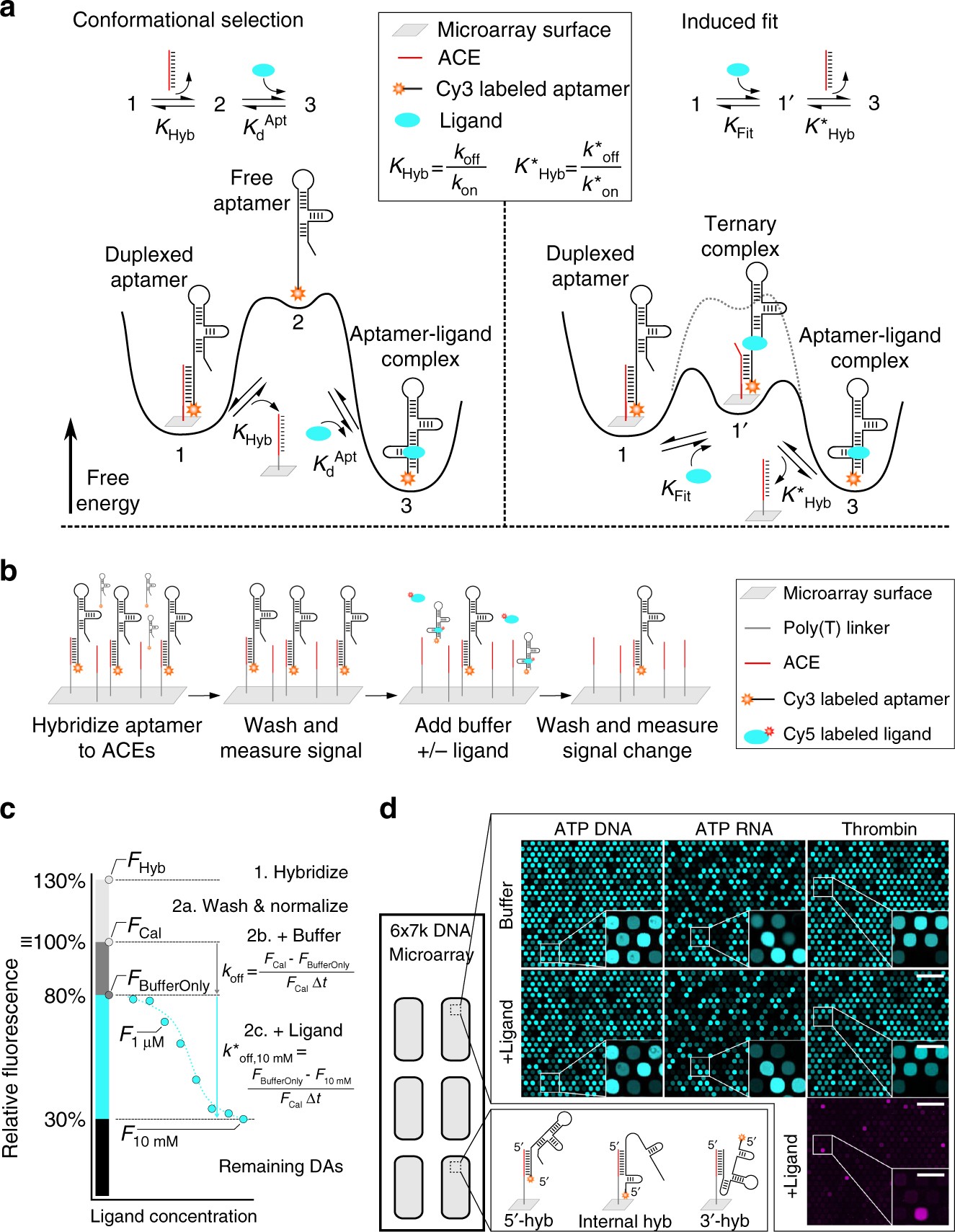 What Does Hyb Mean >> Comprehensive Profiling Of The Ligand Binding Landscapes Of Duplexed What Does Hyb Mean >> Comprehensive Profiling Of The Ligand Binding Landscapes Of Duplexed