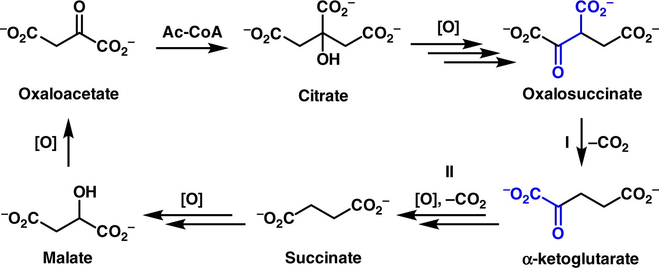 Linked cycles of oxidative decarboxylation of glyoxylate as protometabolic  analogs of the citric acid cycle | Nature Communications