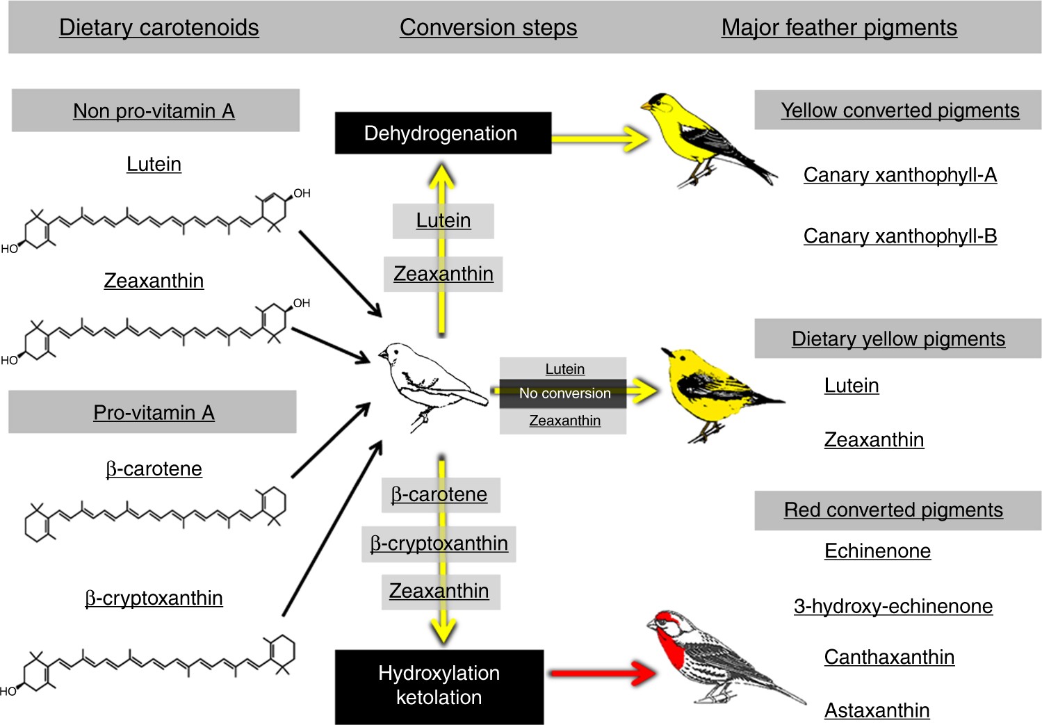 Carotenoid Metabolism Strengthens The Link Between Feather - 