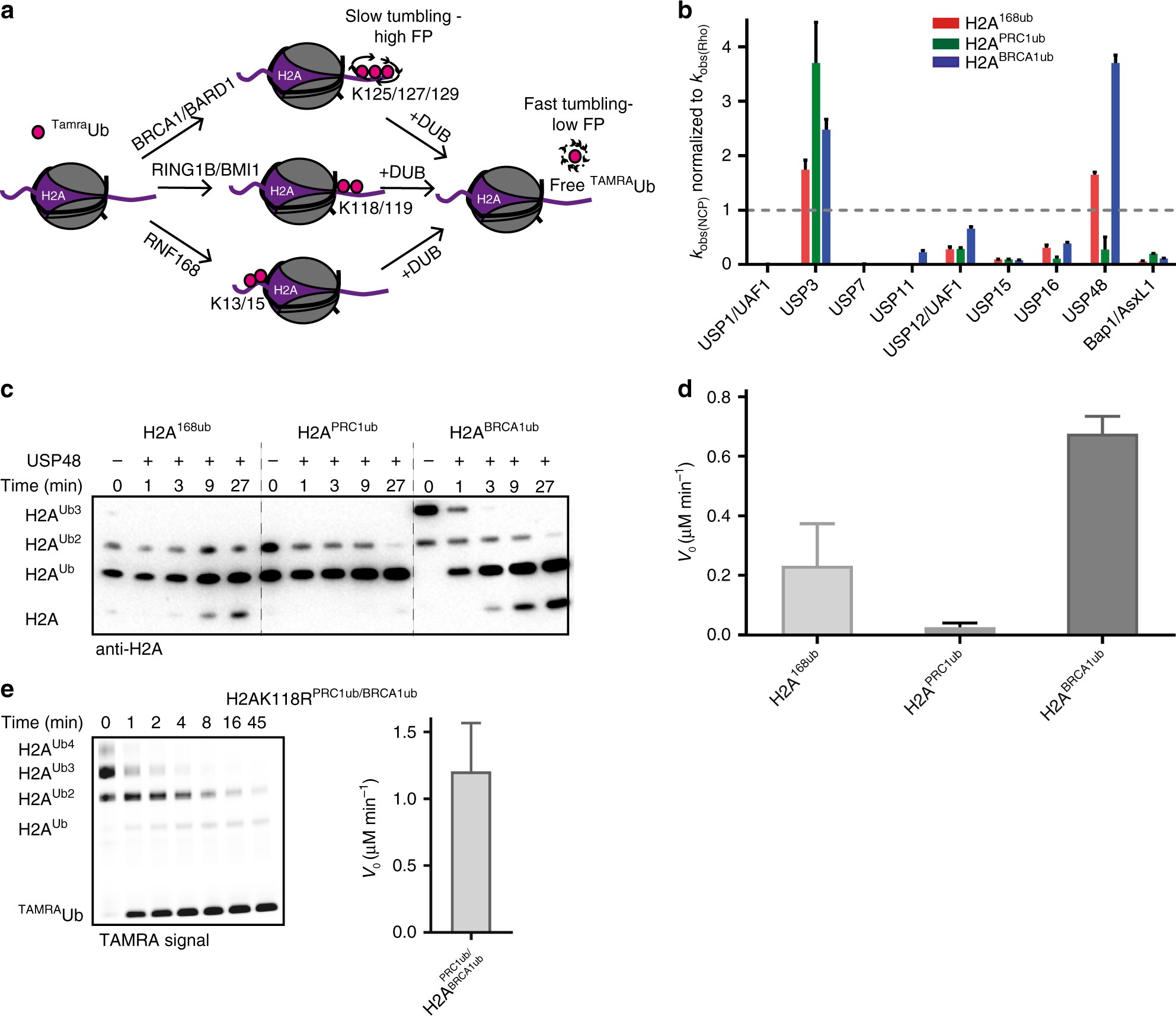 USP48 restrains resection by site specific cleavage of the BRCA1 USP48 restrains resection by site specific cleavage of the BRCA1 ubiquitin mark from H2A